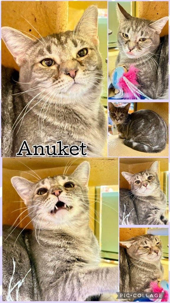 ANUKET photo