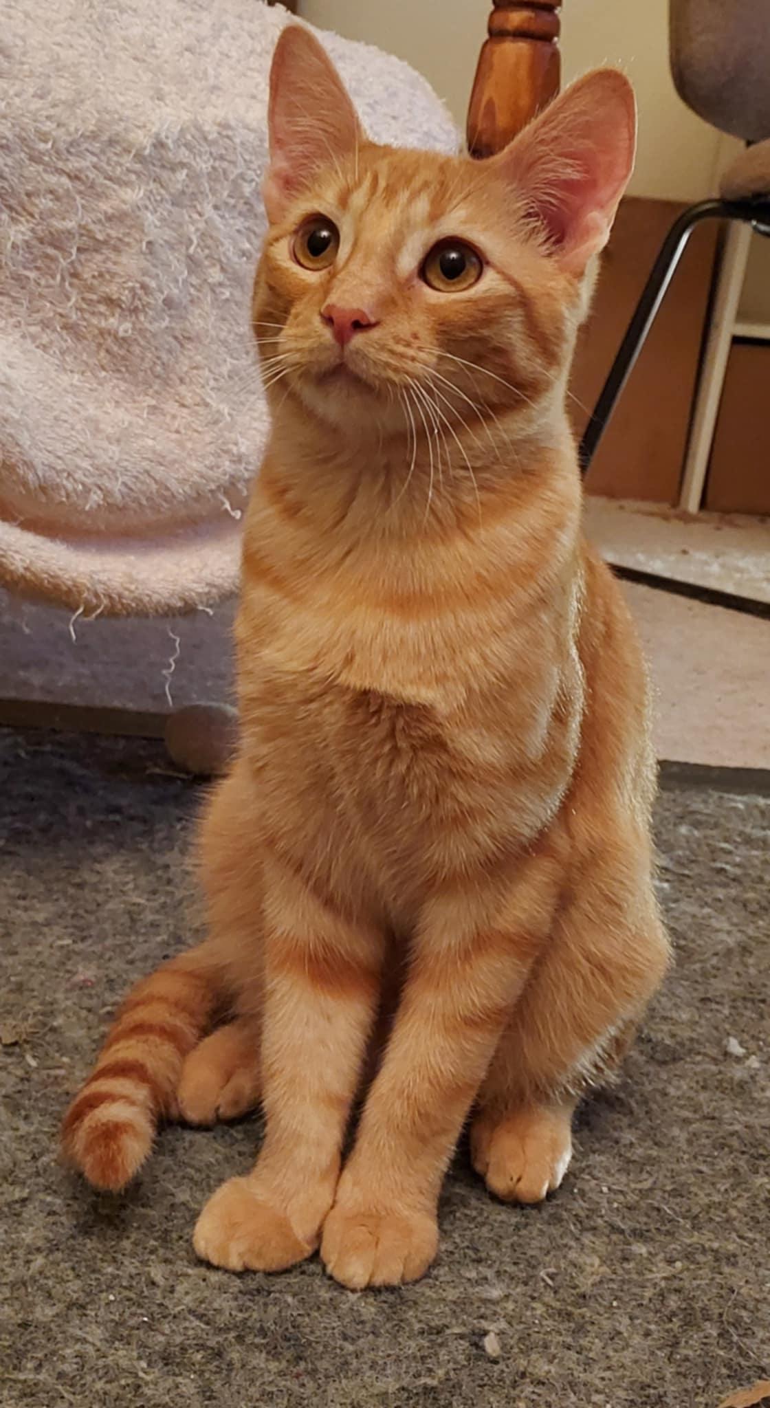 Charmeuse (bonded to Chenille)