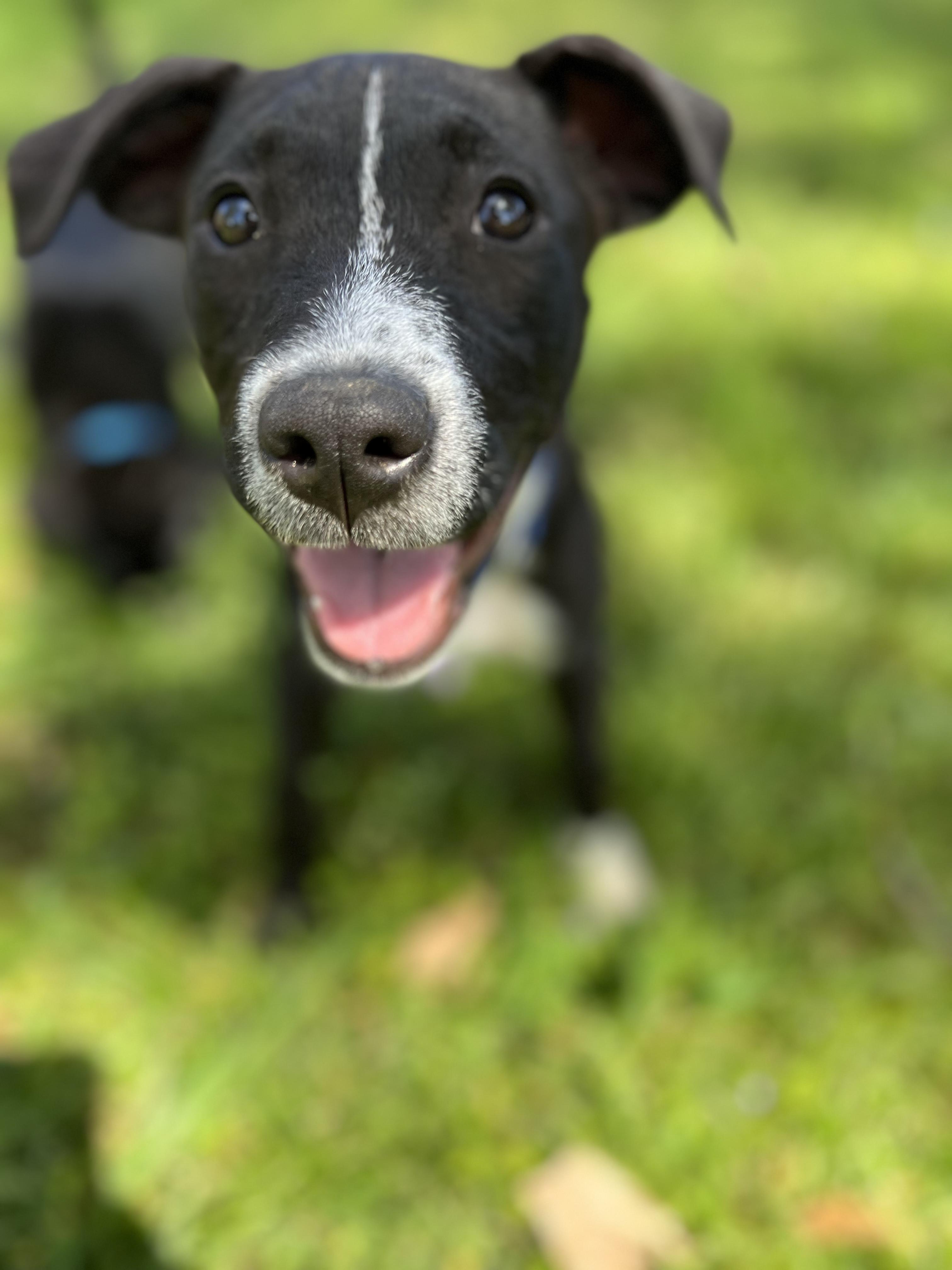Enlarge Betty, a Adopted mixed breed in Houston, TX image 1/3