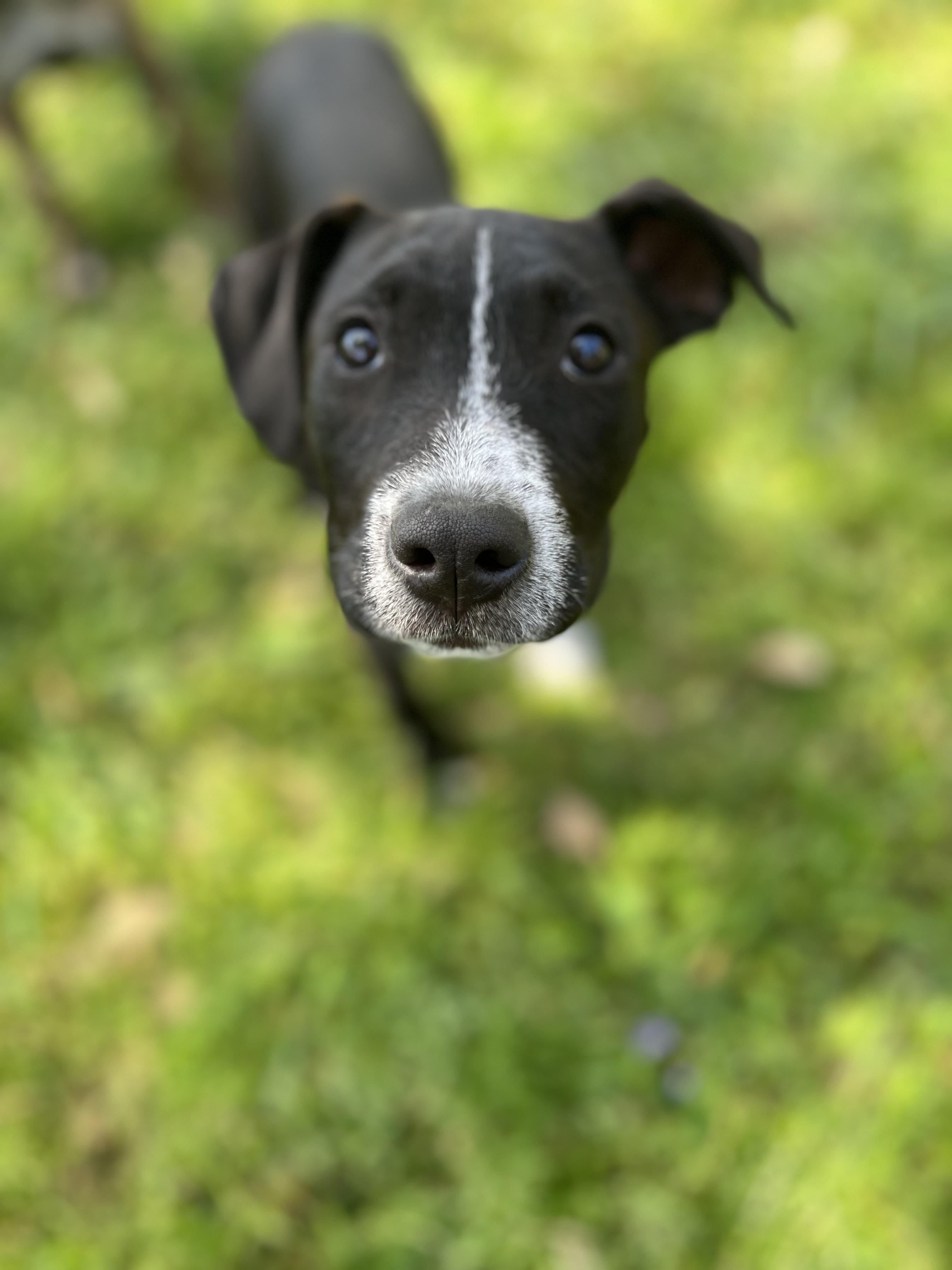 Enlarge Betty, a Adopted mixed breed in Houston, TX image 2/3