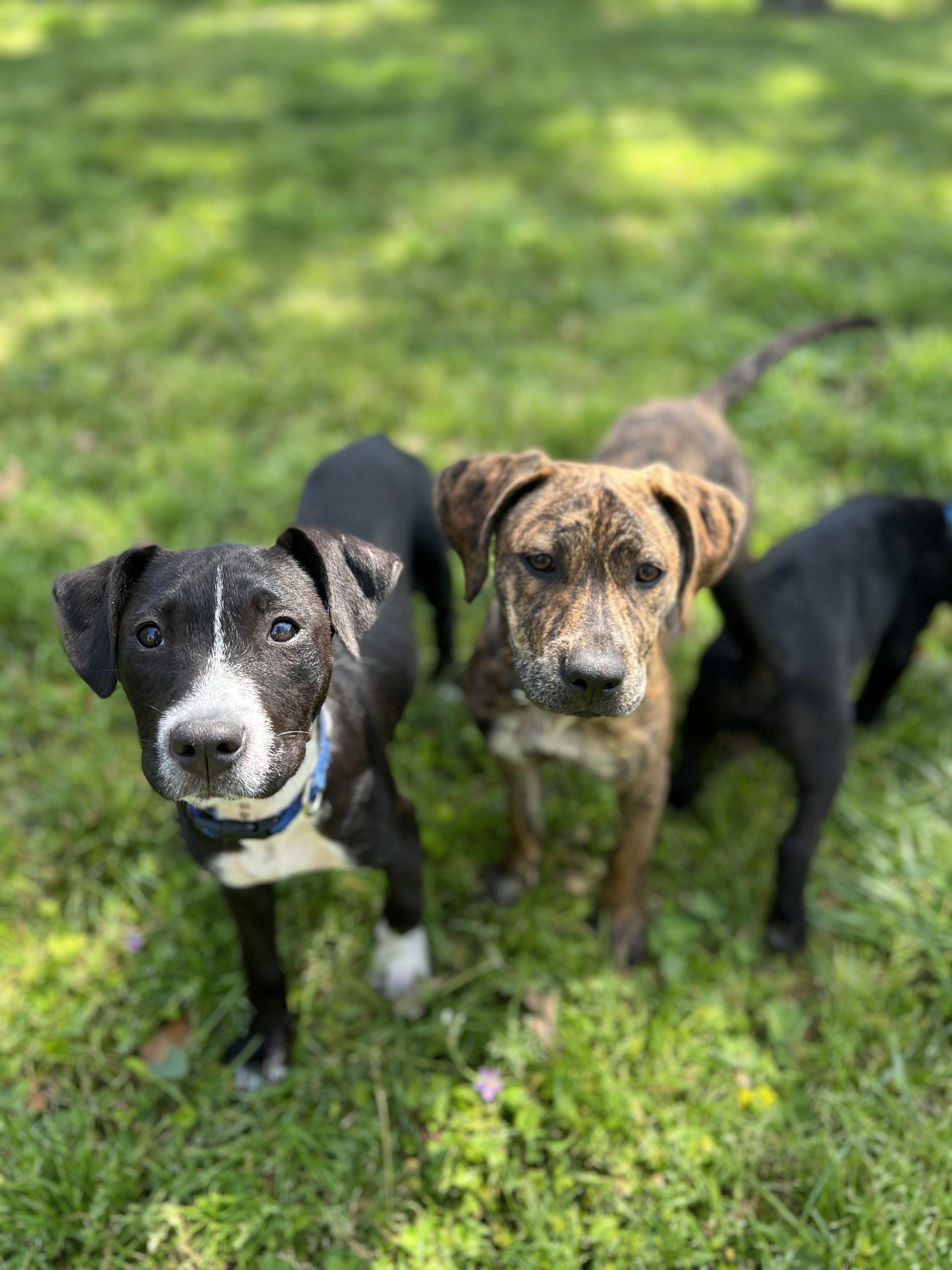 Enlarge Betty, a Adopted mixed breed in Houston, TX image 3/3