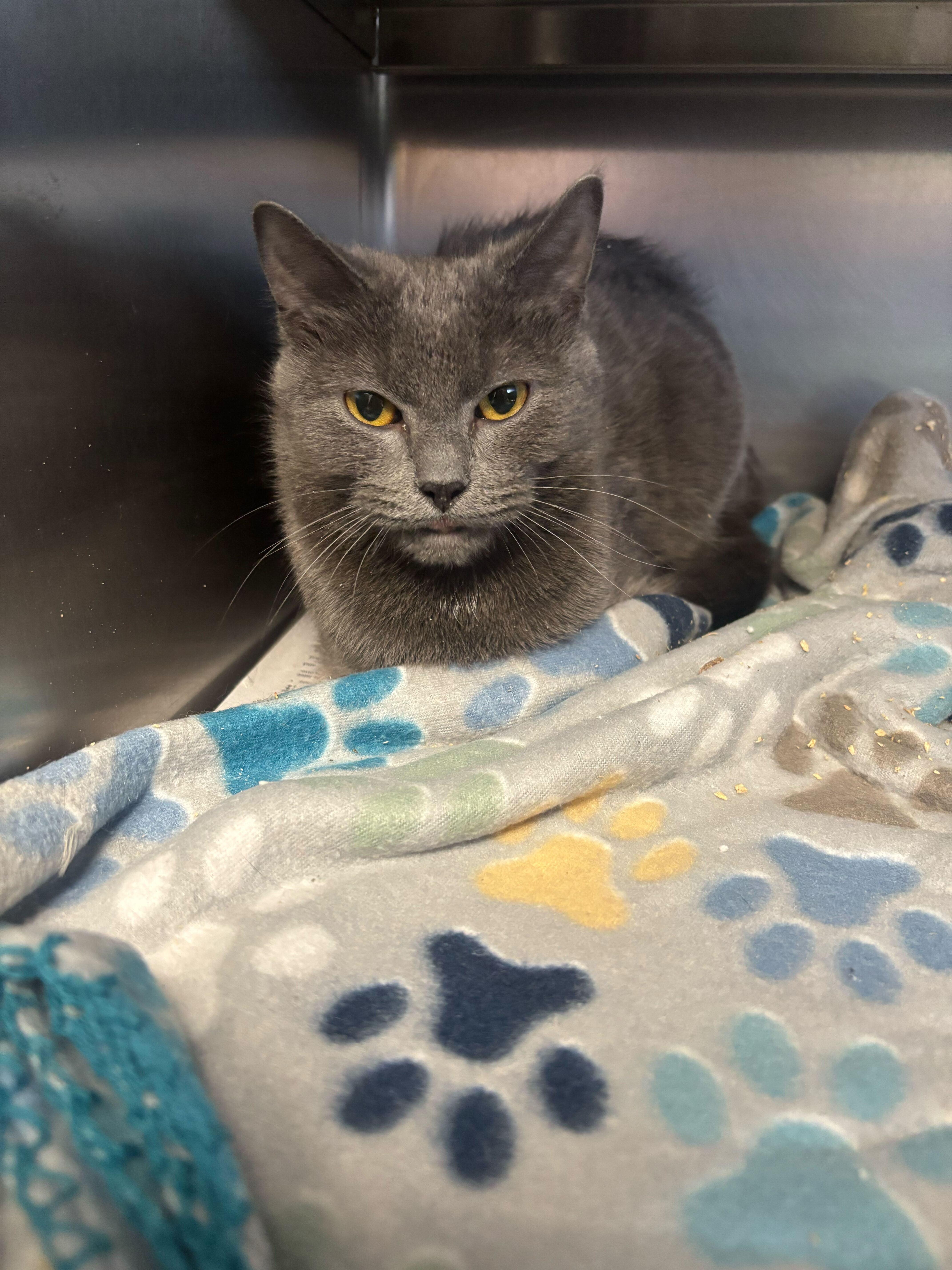 Little Foot, ADOPTABLE, Adult Female Domestic Short Hair.