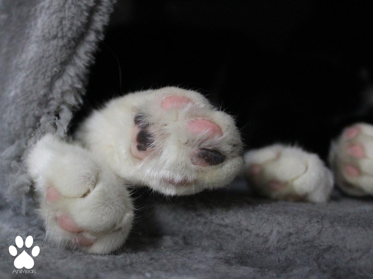 Enlarge Rufus, a ADOPTABLE Domestic Short Hair in Missoula, MT image 3/4