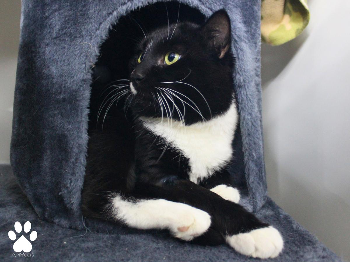 Enlarge Rufus, a ADOPTABLE Domestic Short Hair in Missoula, MT image 4/4