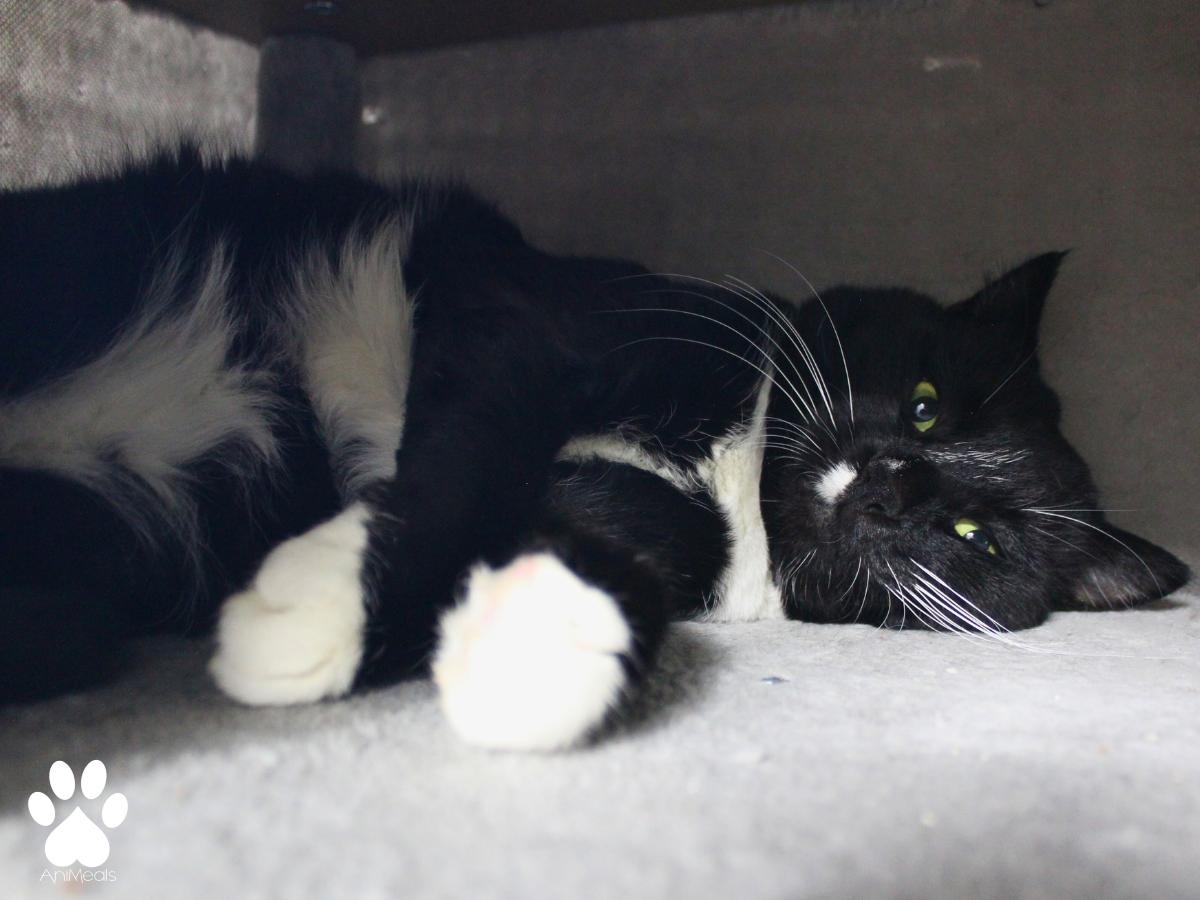 Enlarge Rufus, a ADOPTABLE Domestic Short Hair in Missoula, MT image 2/4