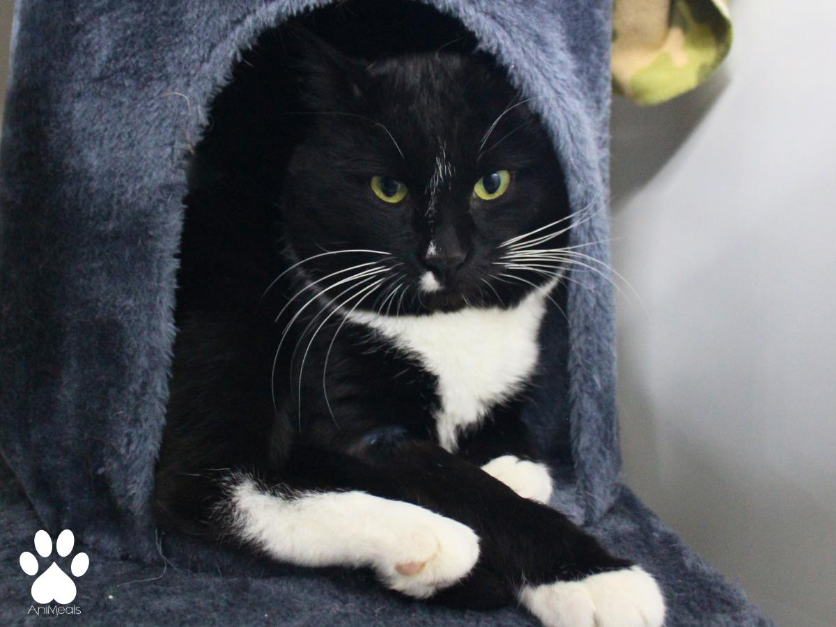 Enlarge Rufus, a ADOPTABLE Domestic Short Hair in Missoula, MT image 1/4