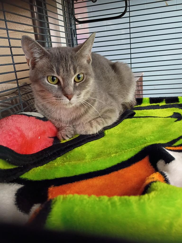 Raya, Adoptable, Adult Female Domestic Short Hair.