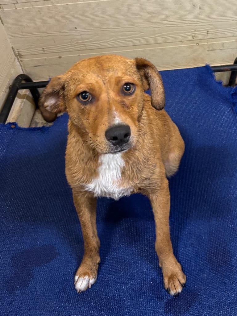 Larry, ADOPTABLE, Young Male Hound.