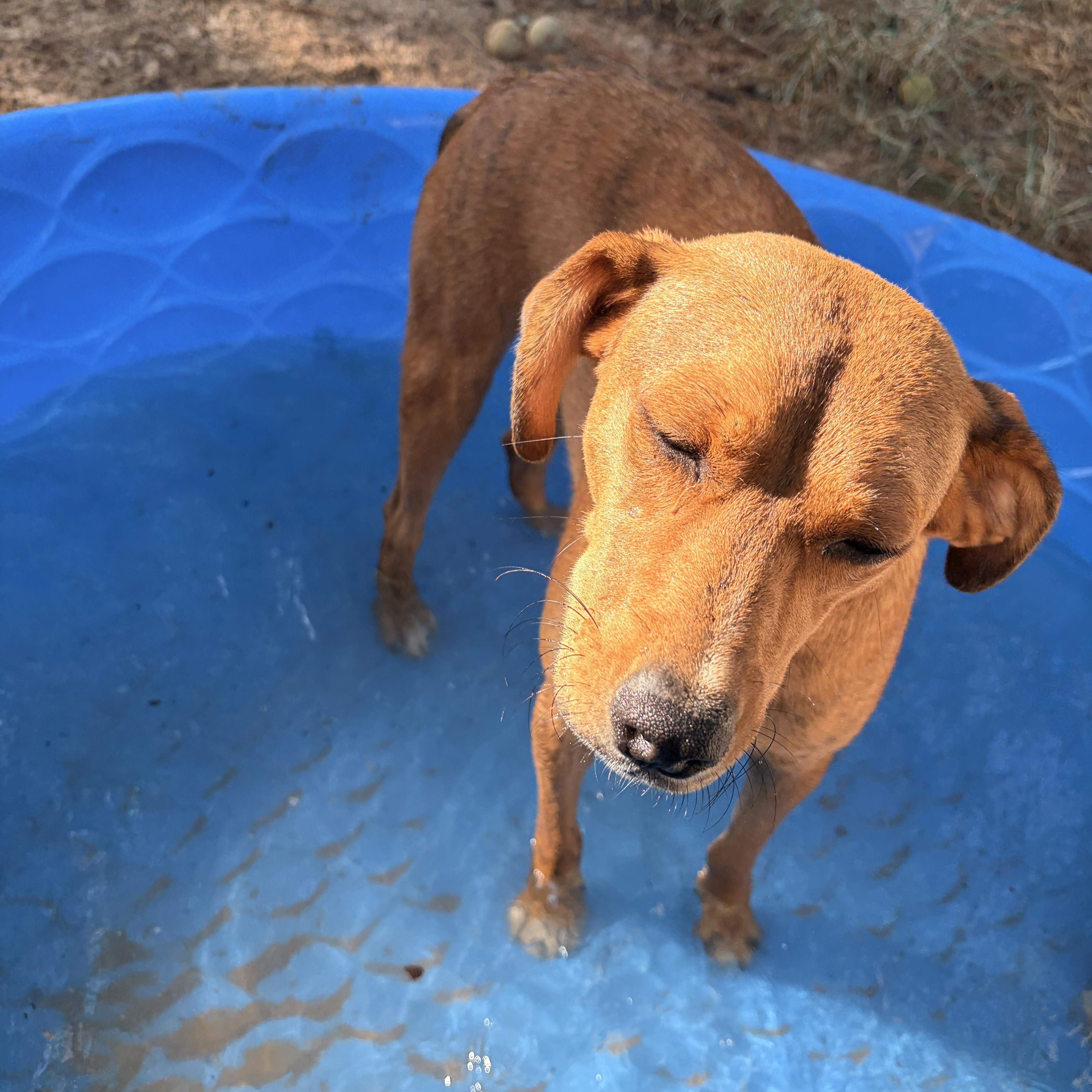 Larry, ADOPTABLE, Young Male Hound.