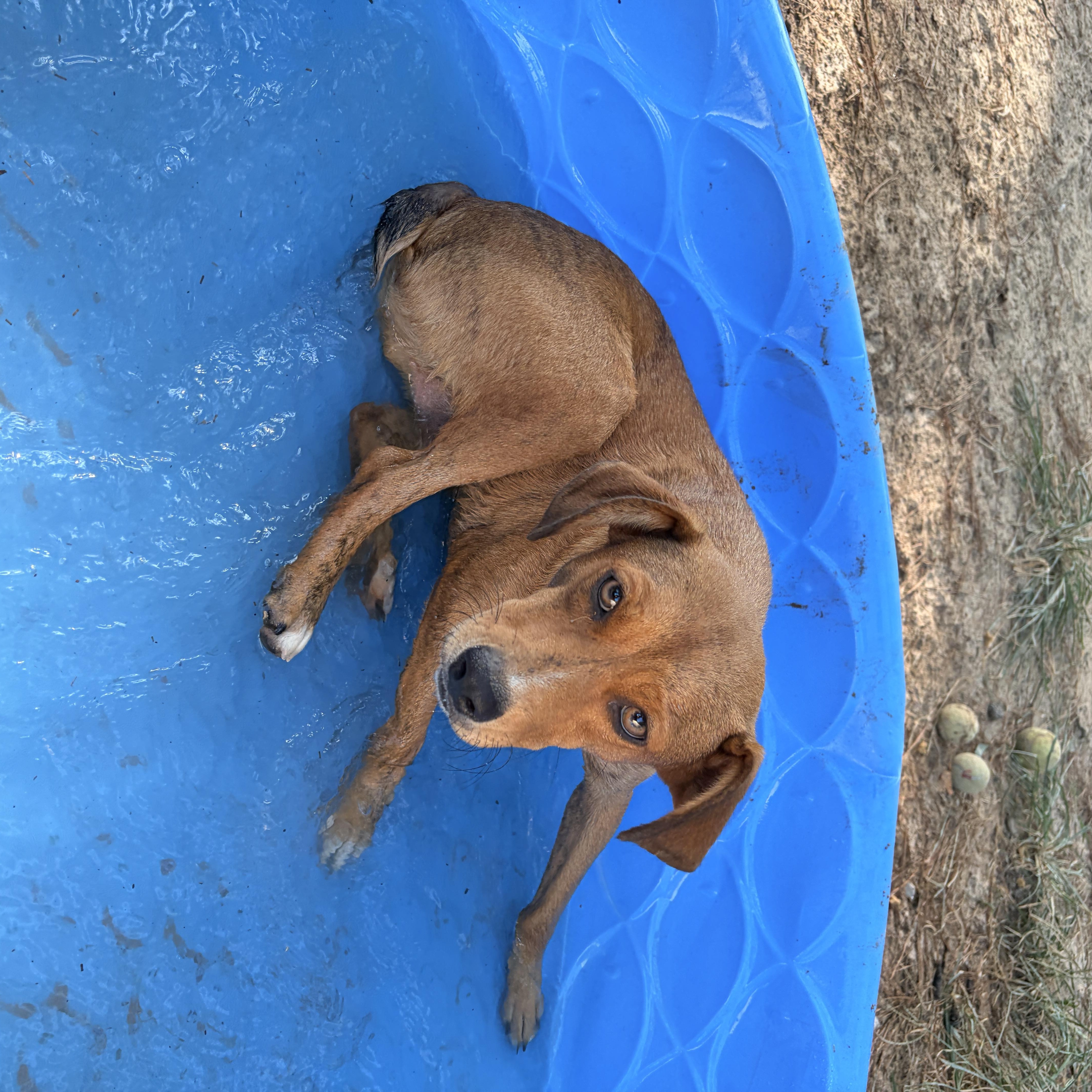 Larry, a ADOPTABLE mixed breed in Ruston, LA image 2/3