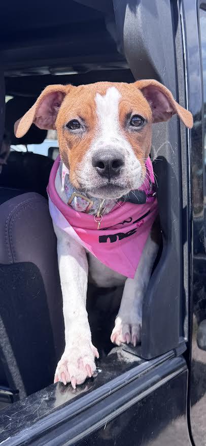 Winnie, an adopted mixed breed in Chandler, AZ image 1/6