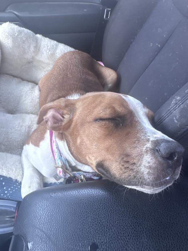 Winnie, an adopted mixed breed in Chandler, AZ image 2/6