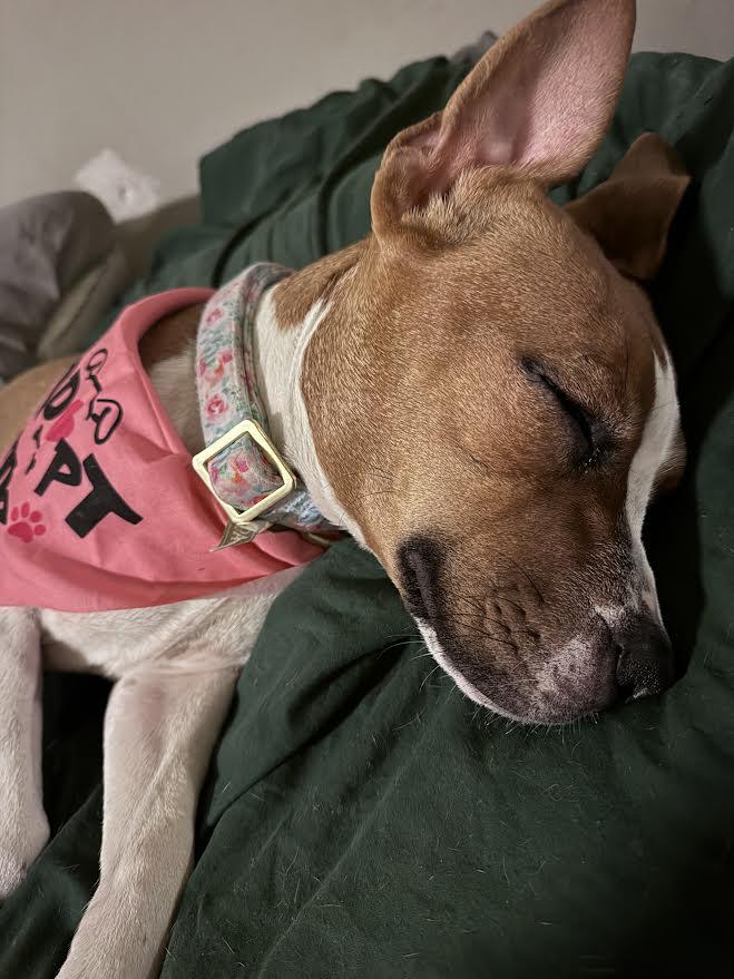 Winnie, an adopted mixed breed in Chandler, AZ image 5/6