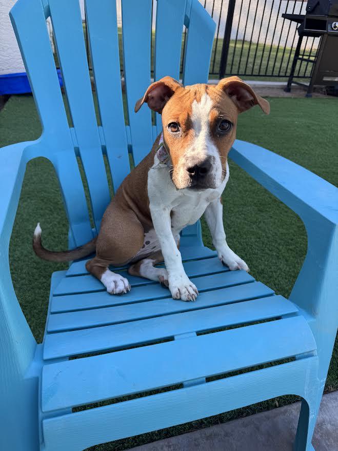 Winnie, an adopted mixed breed in Chandler, AZ image 3/6