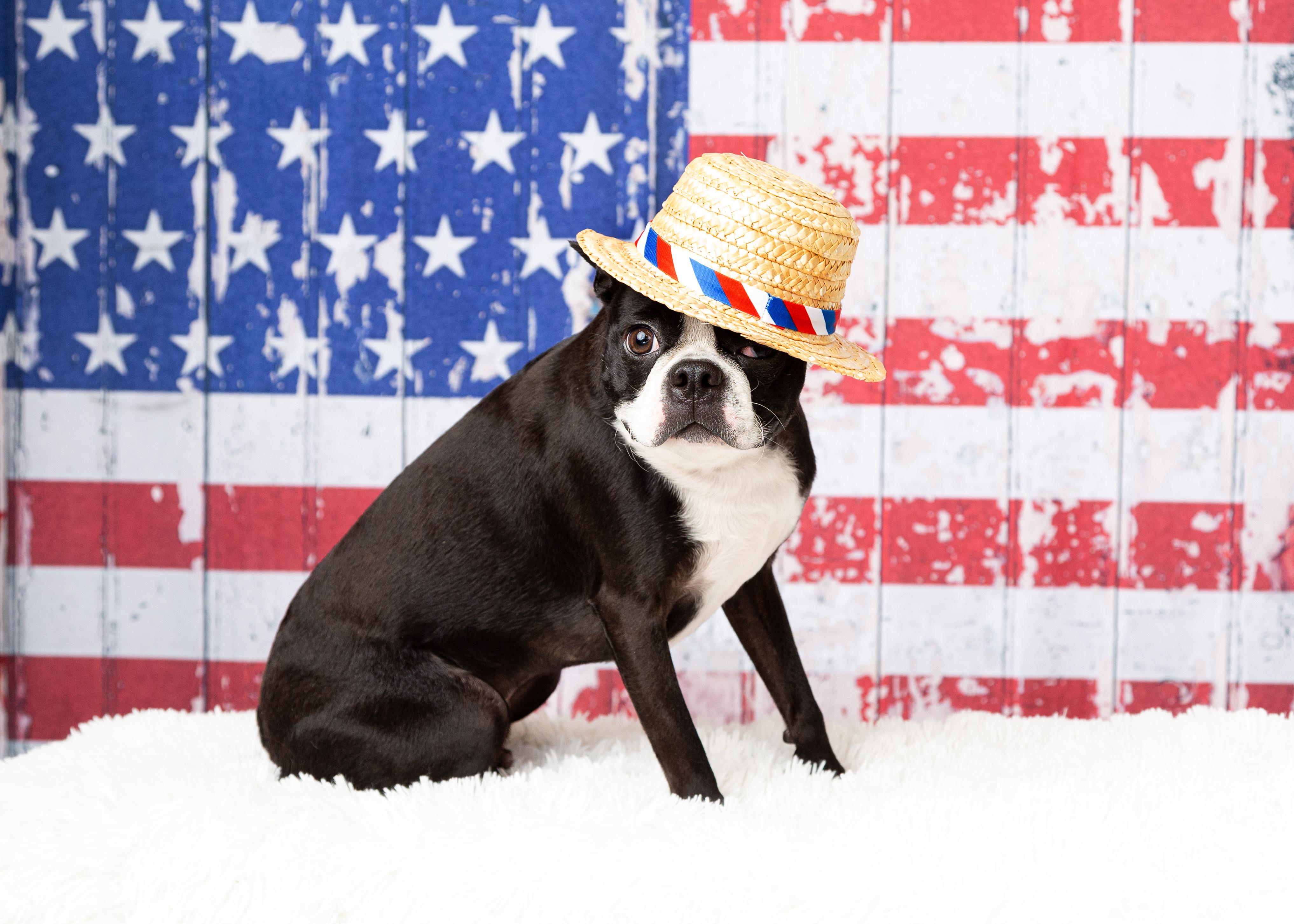 Enlarge Nolan, a Adopted Boston Terrier in Denton, TX image 1/6