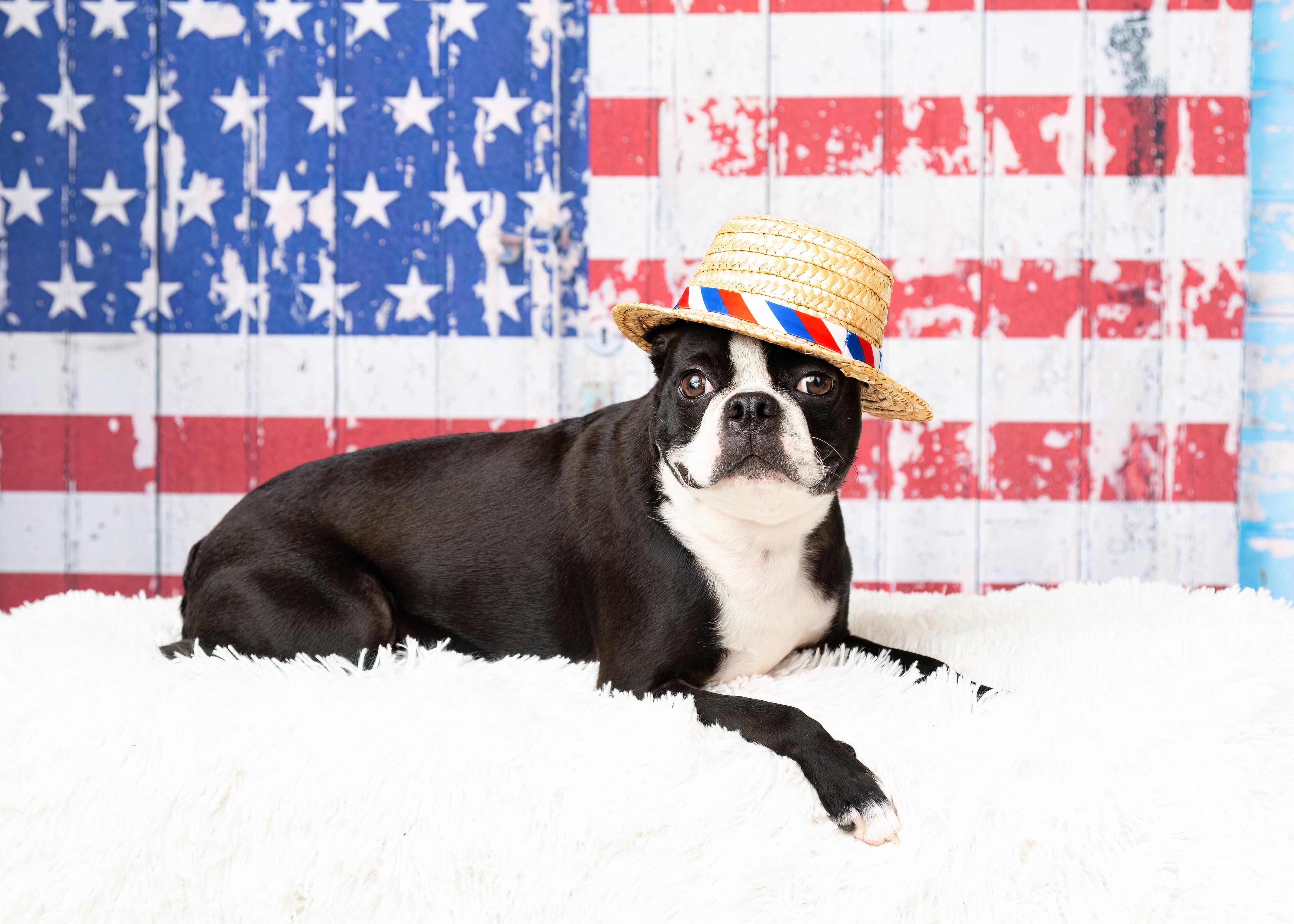 Enlarge Nolan, a Adopted Boston Terrier in Denton, TX image 2/6