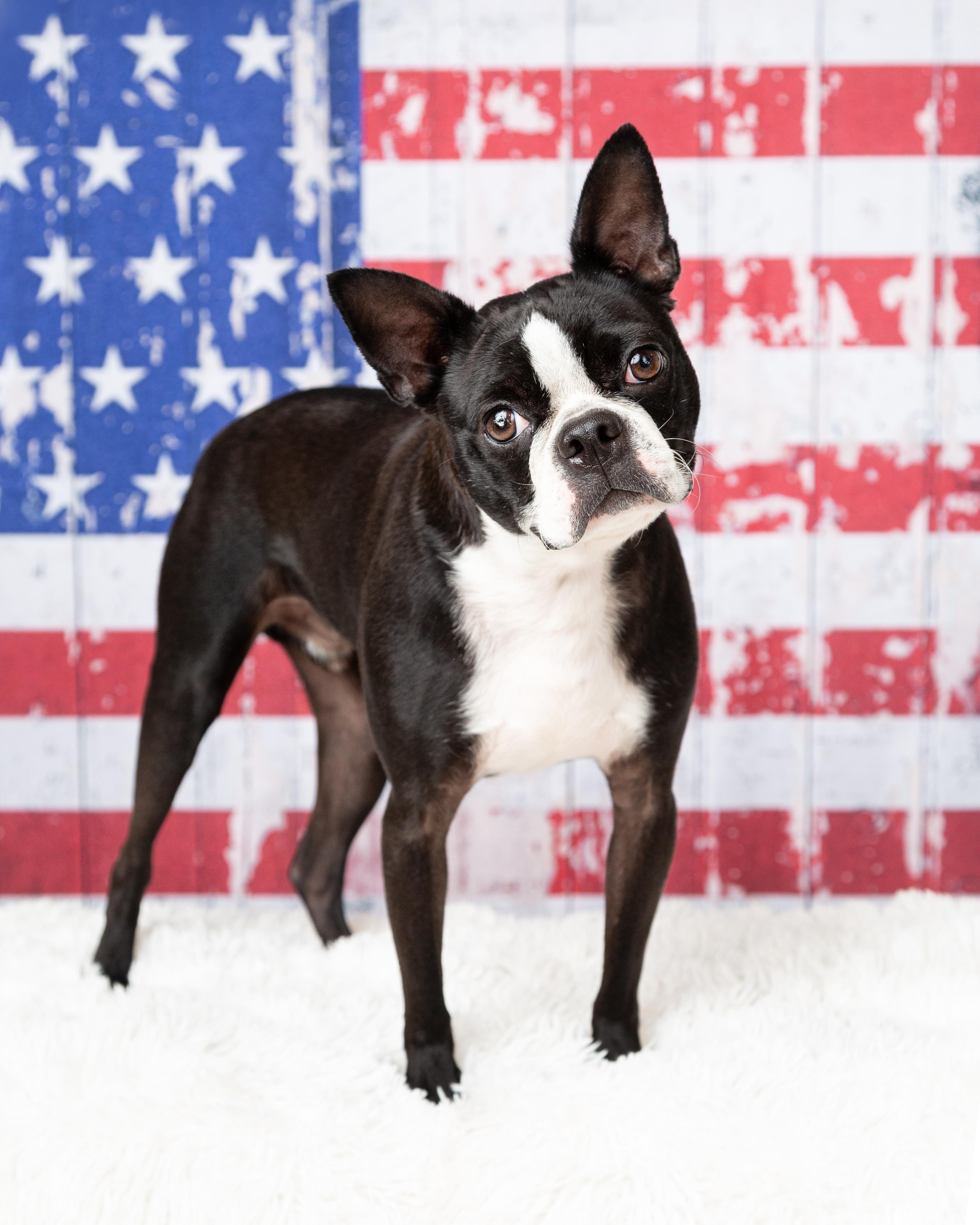 Enlarge Nolan, a Adopted Boston Terrier in Denton, TX image 3/6