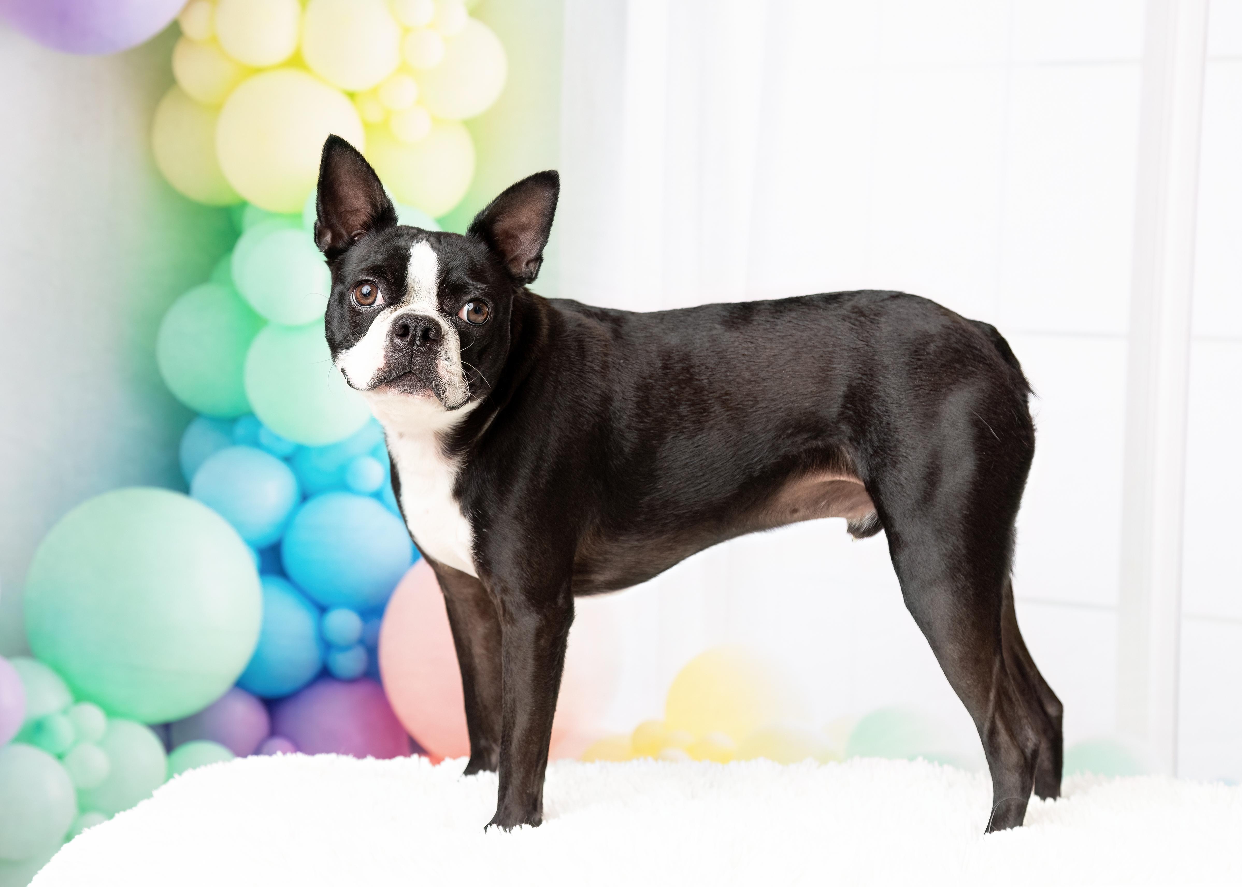 Enlarge Nolan, a Adopted Boston Terrier in Denton, TX image 4/6