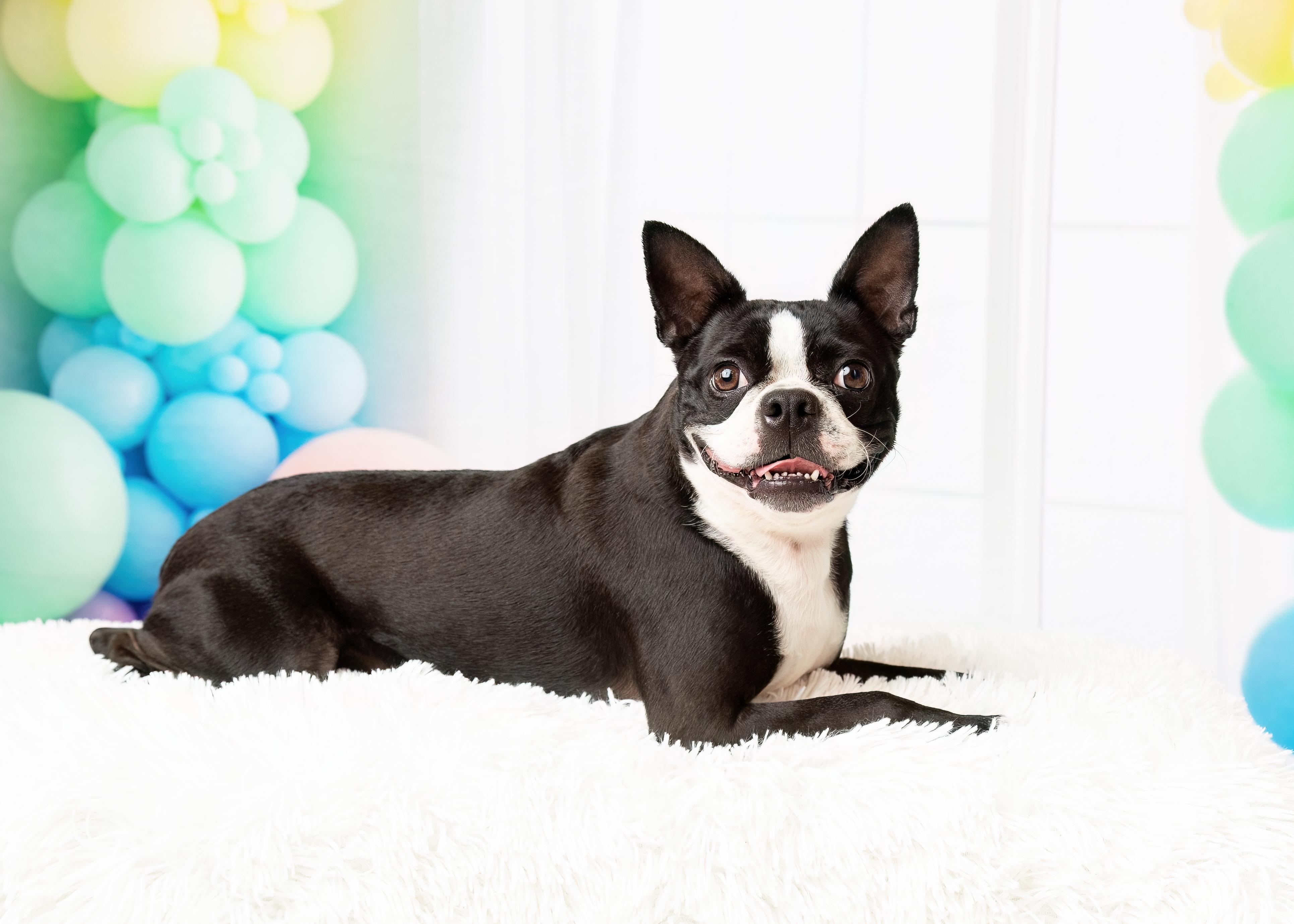 Enlarge Nolan, a Adopted Boston Terrier in Denton, TX image 5/6
