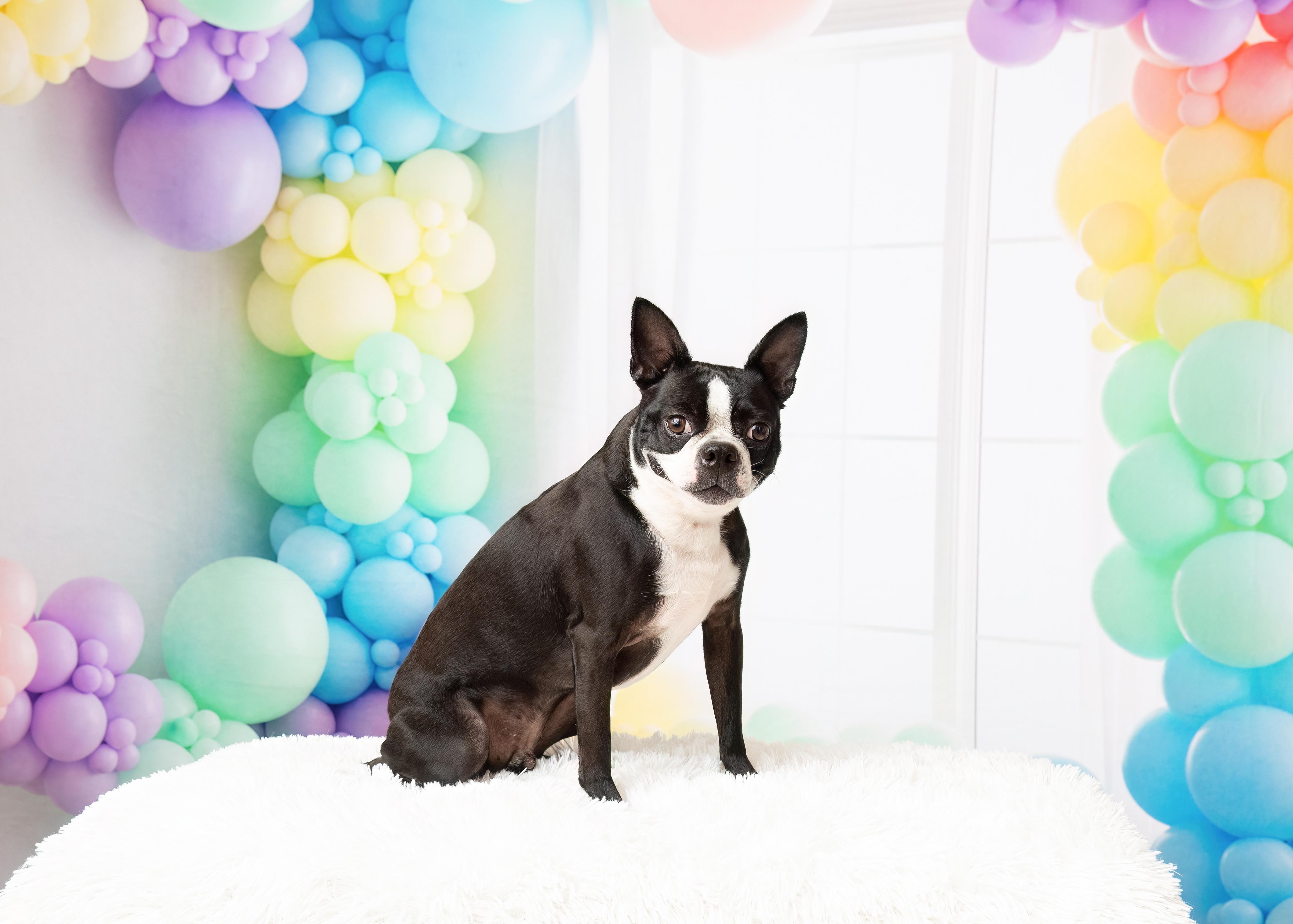 Enlarge Nolan, a Adopted Boston Terrier in Denton, TX image 6/6