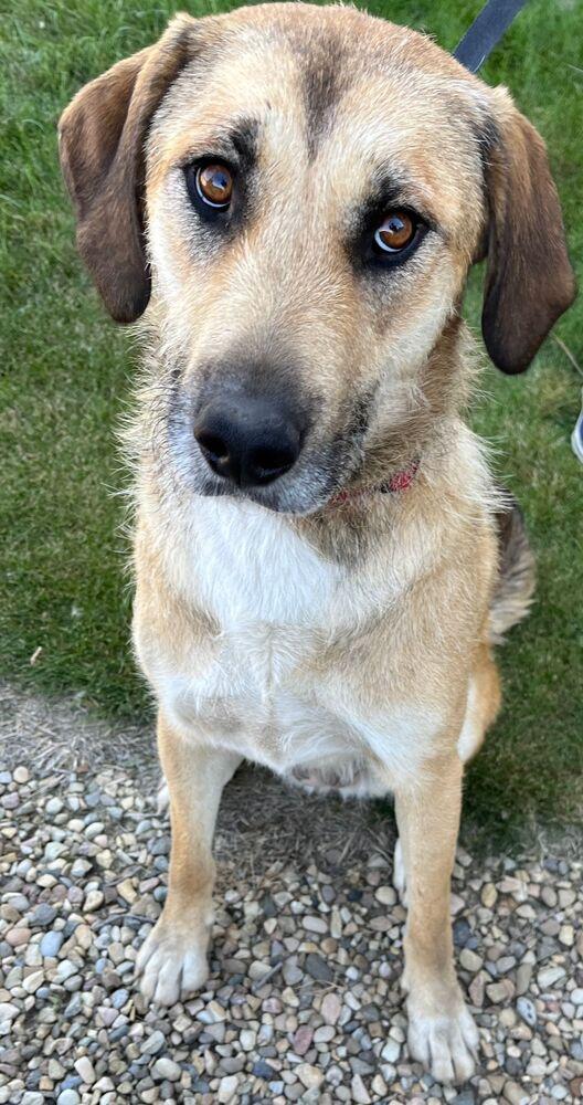 JoJo, Adoptable, Puppy Female Shepherd & Terrier.
