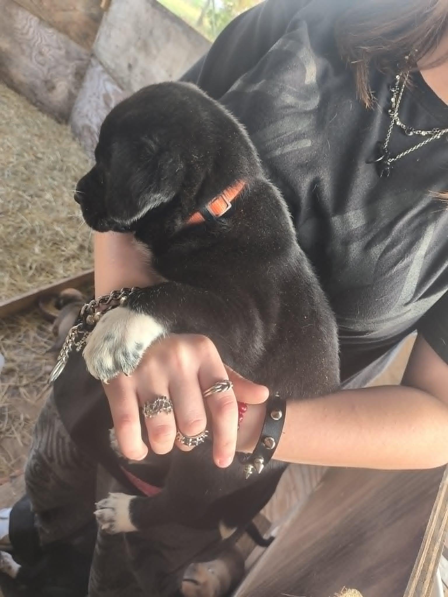 Baby Mel, ADOPTABLE, Puppy Female Great Dane & German Shepherd Dog.