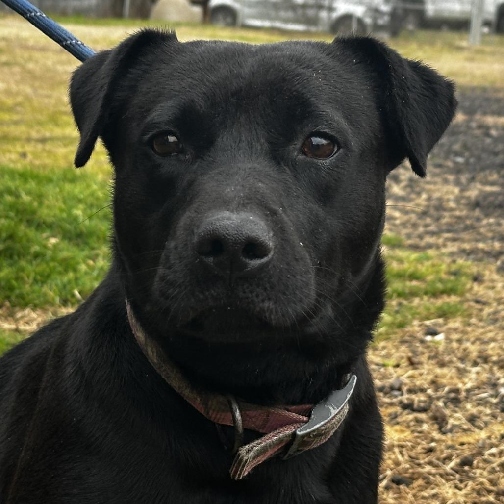 Enlarge Star, a ADOPTABLE Black Labrador Retriever in Orangeburg, SC image 1/1