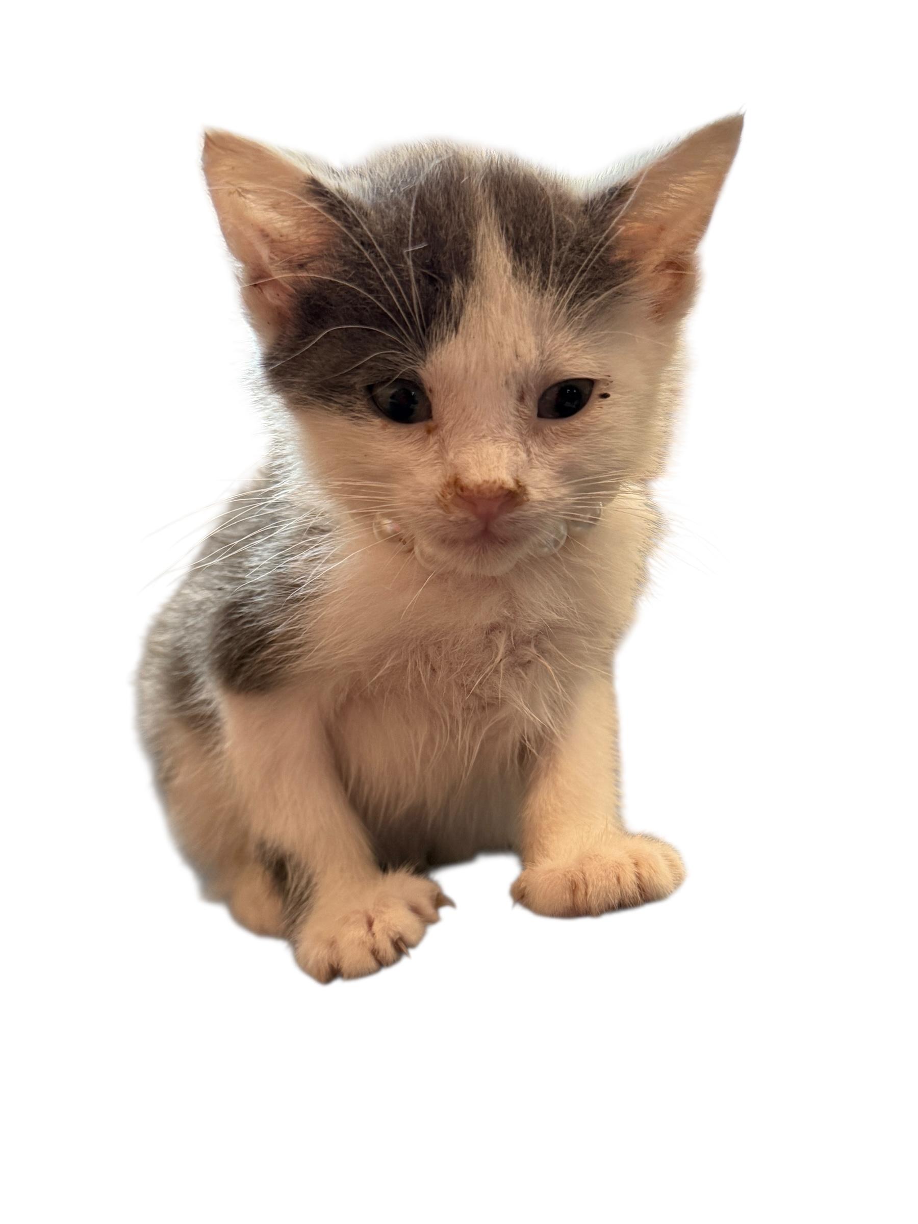 Enlarge Baby Gracie, an adopted American Shorthair in Grove, OK image 1/5