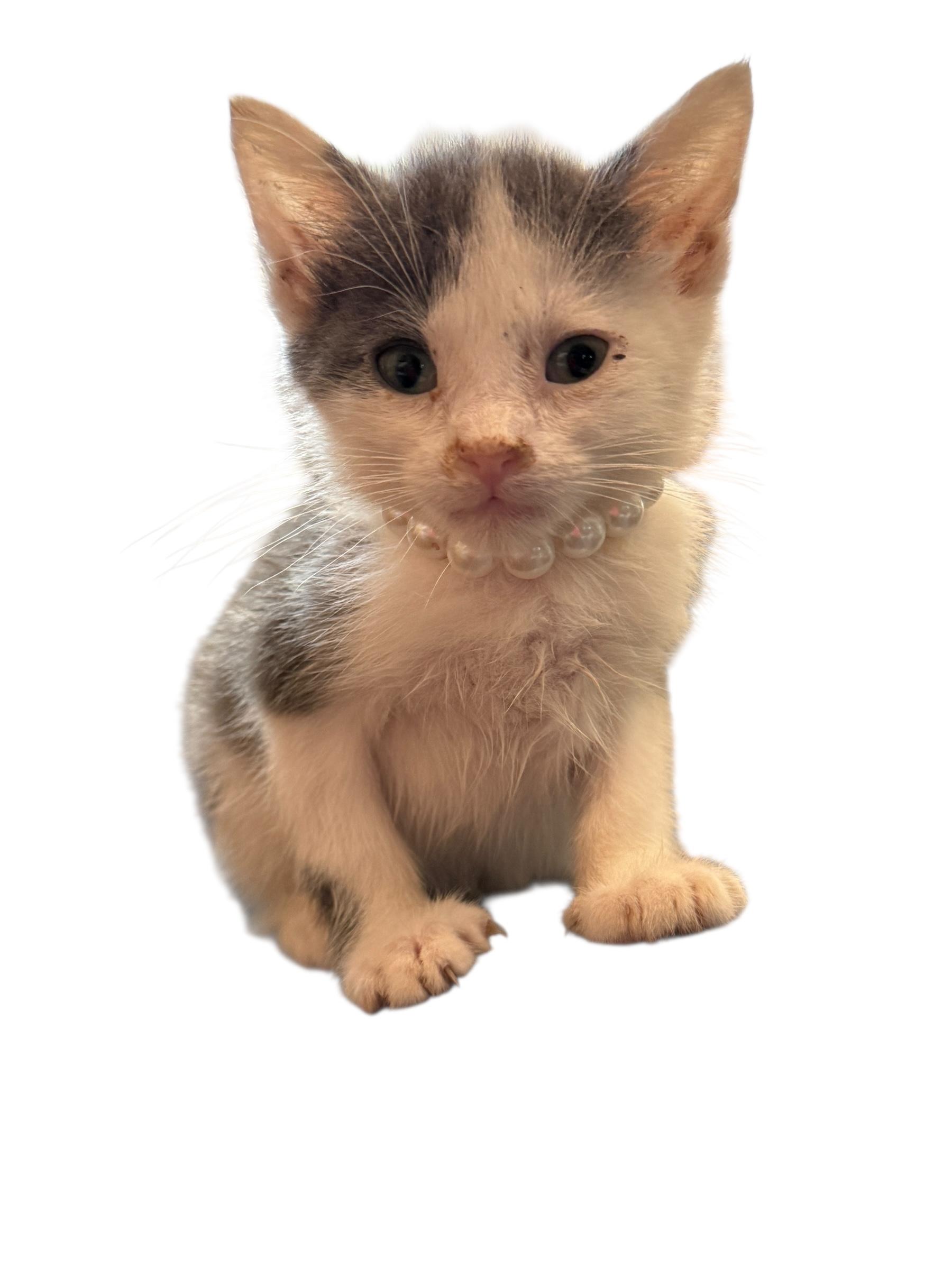 Enlarge Baby Gracie, an adopted American Shorthair in Grove, OK image 2/5
