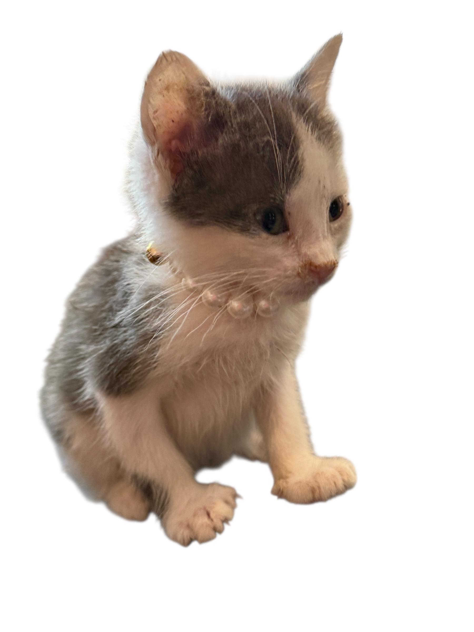 Enlarge Baby Gracie, an adopted American Shorthair in Grove, OK image 3/5
