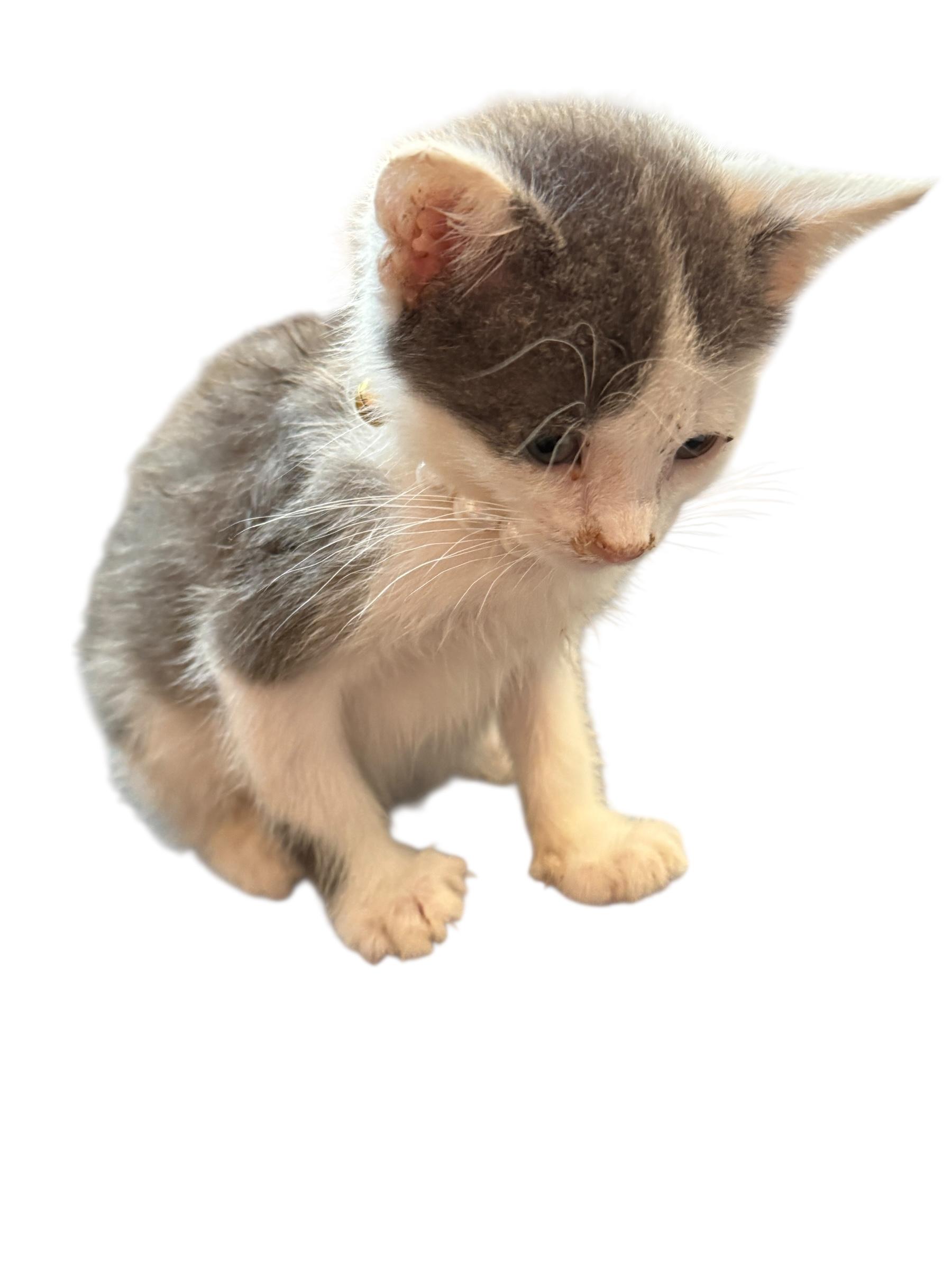 Enlarge Baby Gracie, an adopted American Shorthair in Grove, OK image 4/5