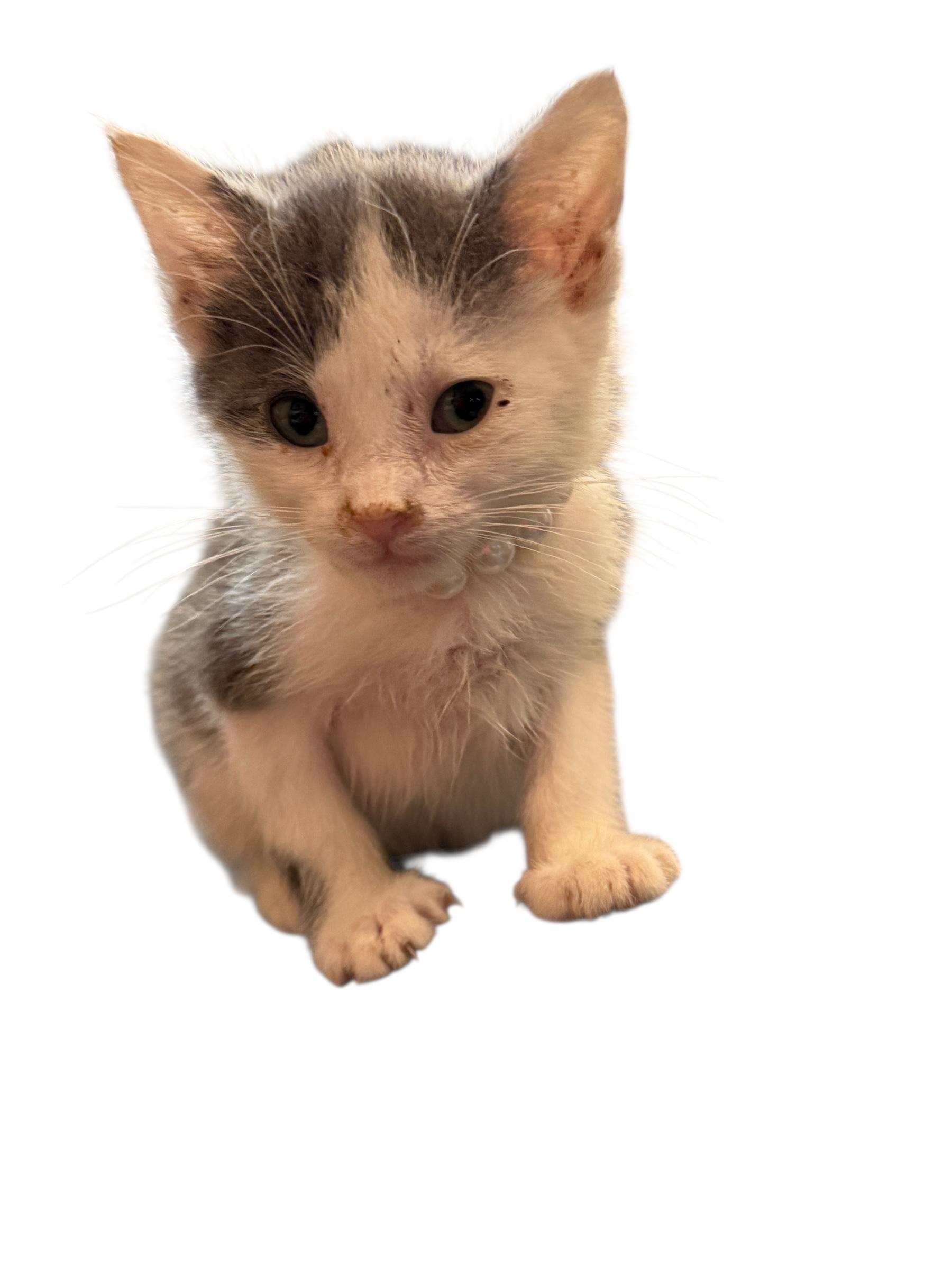 Enlarge Baby Gracie, an adopted American Shorthair in Grove, OK image 5/5