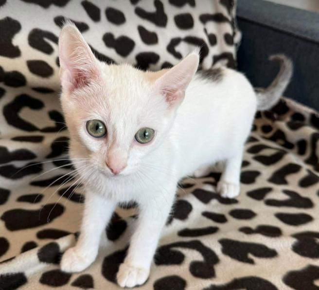 Mew, a ADOPTABLE mixed breed in Escondido, CA image 2/2
