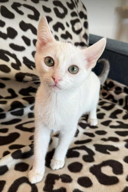 Mew, a ADOPTABLE mixed breed in Escondido, CA image 1/2