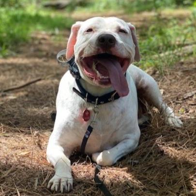 Thomas, Adoptable, Adult Male Mixed Breed.