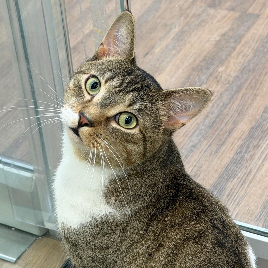 Enlarge Captain Clutch, a Adoptable Domestic Short Hair in Westhampton, NY image 3/4