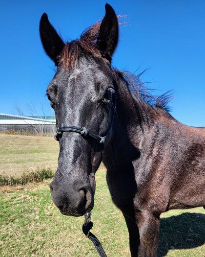 Fleur, Adoptable, Adult Female Grade.