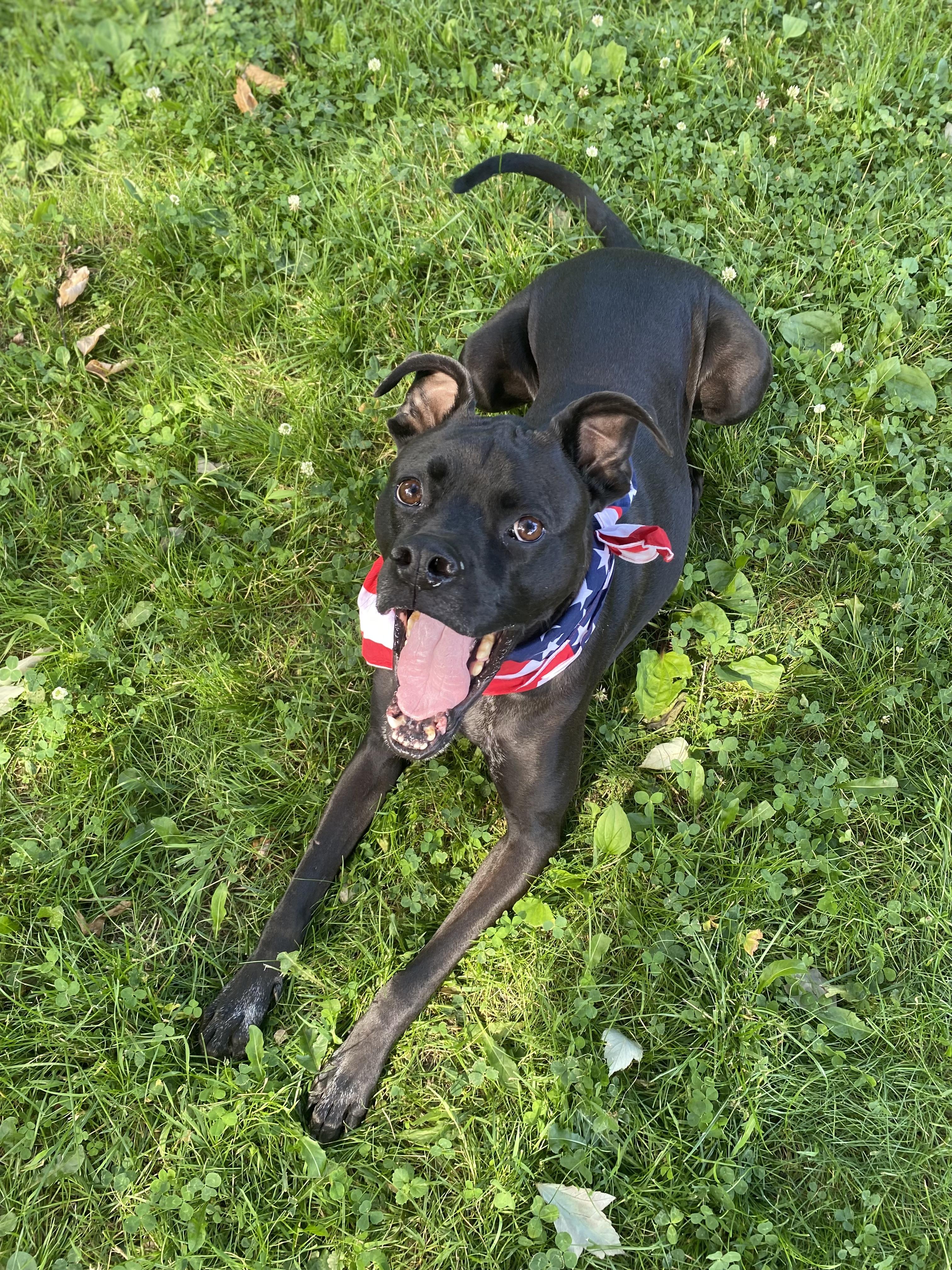 Bugsy, an adoptable mixed breed in Cleveland, OH image 6/6