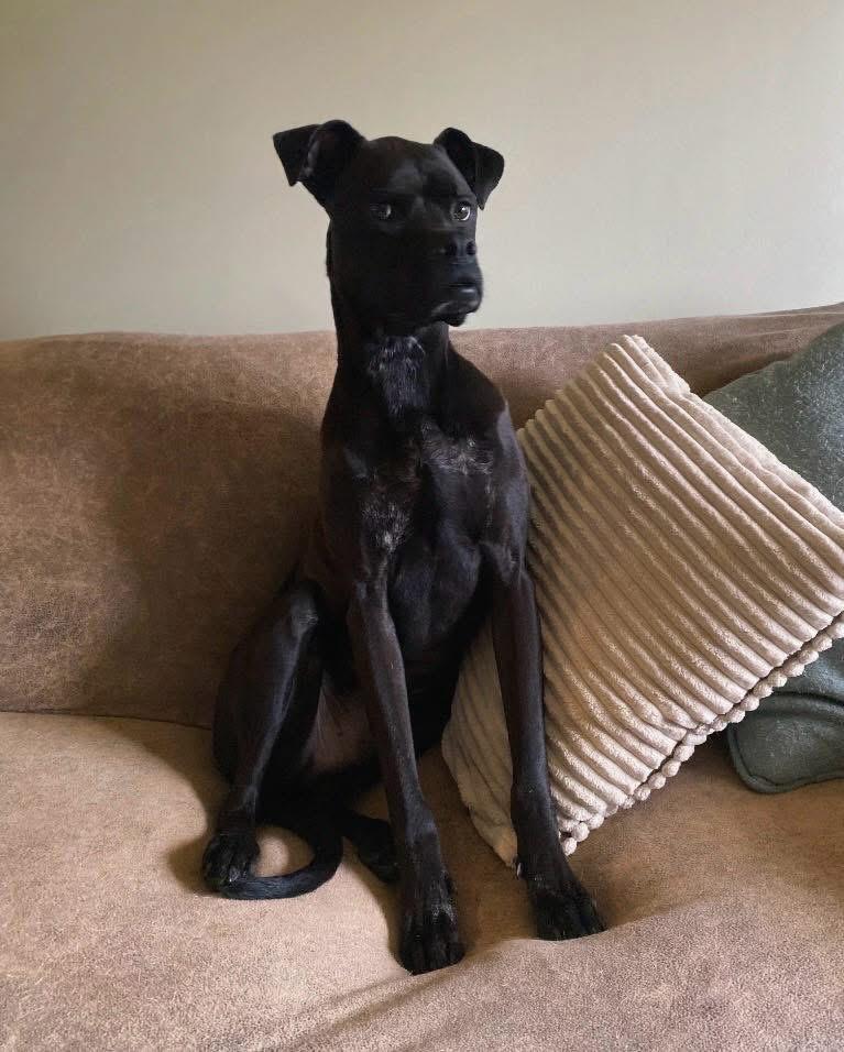 Enlarge Bugsy, a ADOPTABLE mixed breed in Cleveland, OH image 4/5