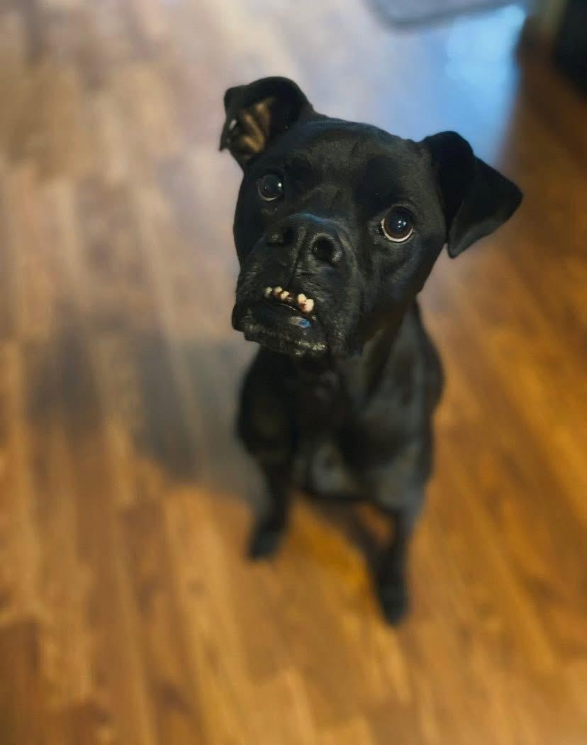 Enlarge Bugsy, a ADOPTABLE mixed breed in Cleveland, OH image 1/5