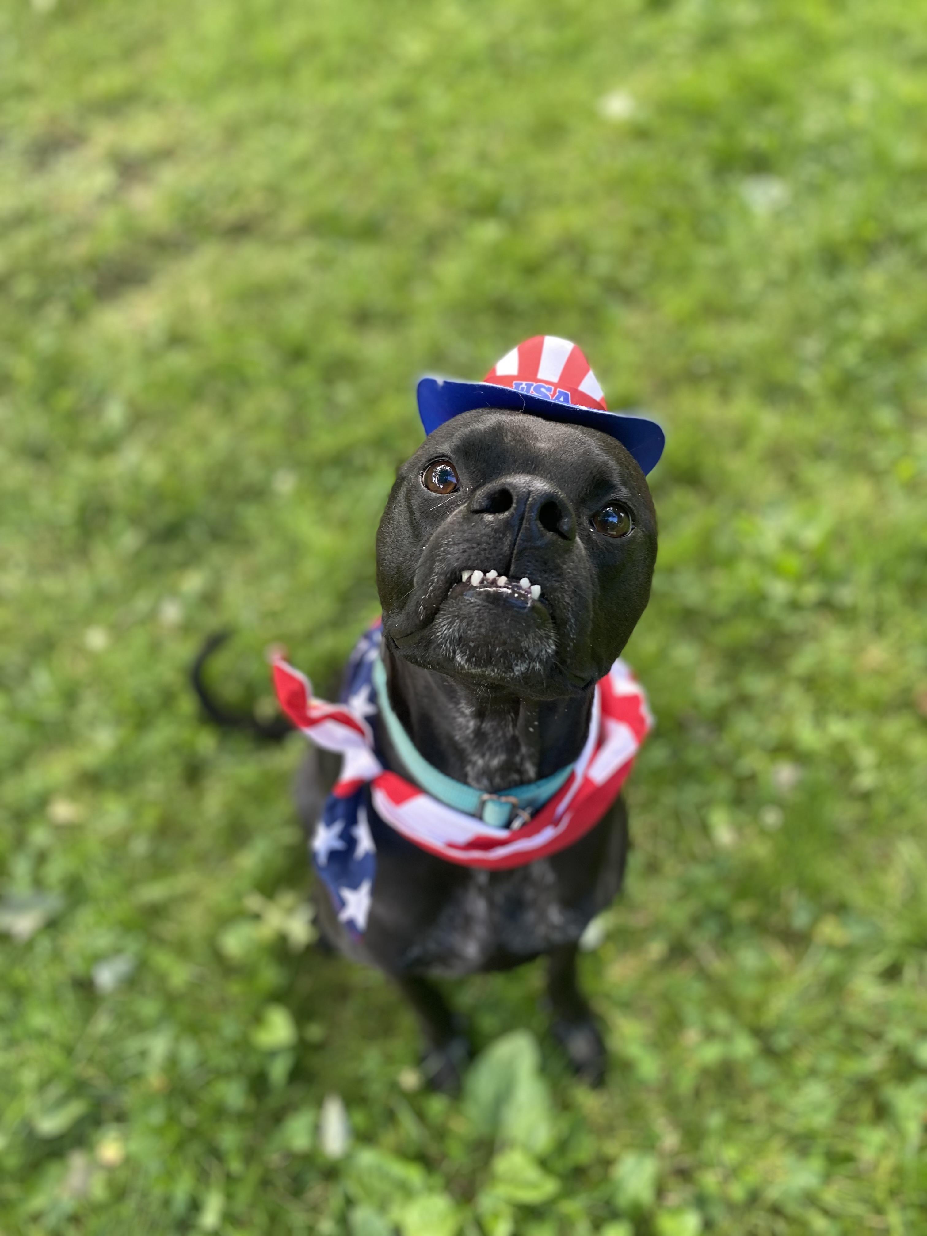 Bugsy, an adoptable mixed breed in Cleveland, OH image 1/6