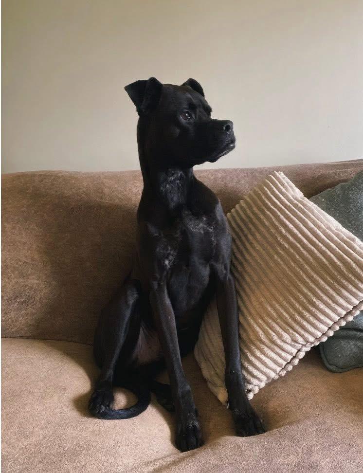 Enlarge Bugsy, a ADOPTABLE mixed breed in Cleveland, OH image 5/5