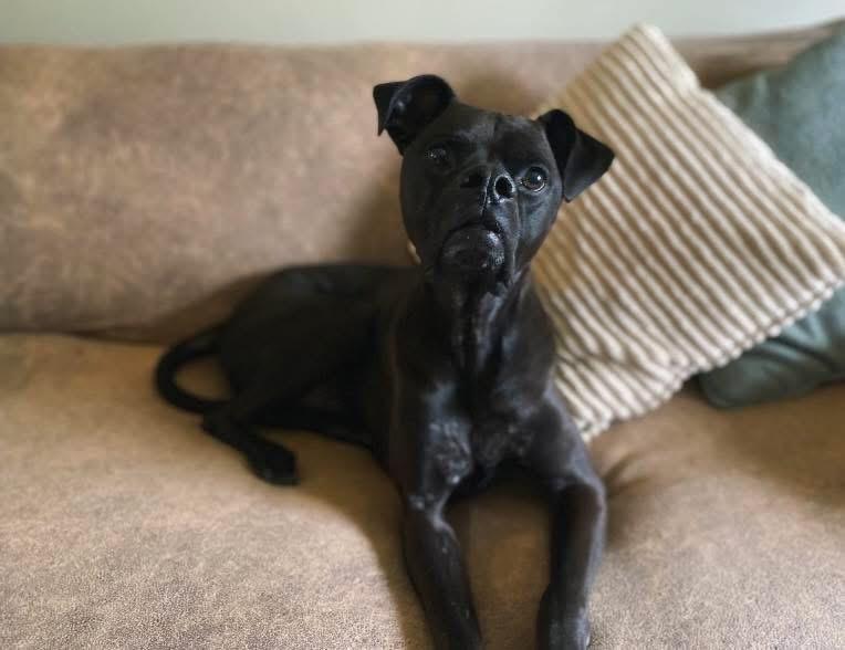 Bugsy, adoptable, Adult Male Boxer.