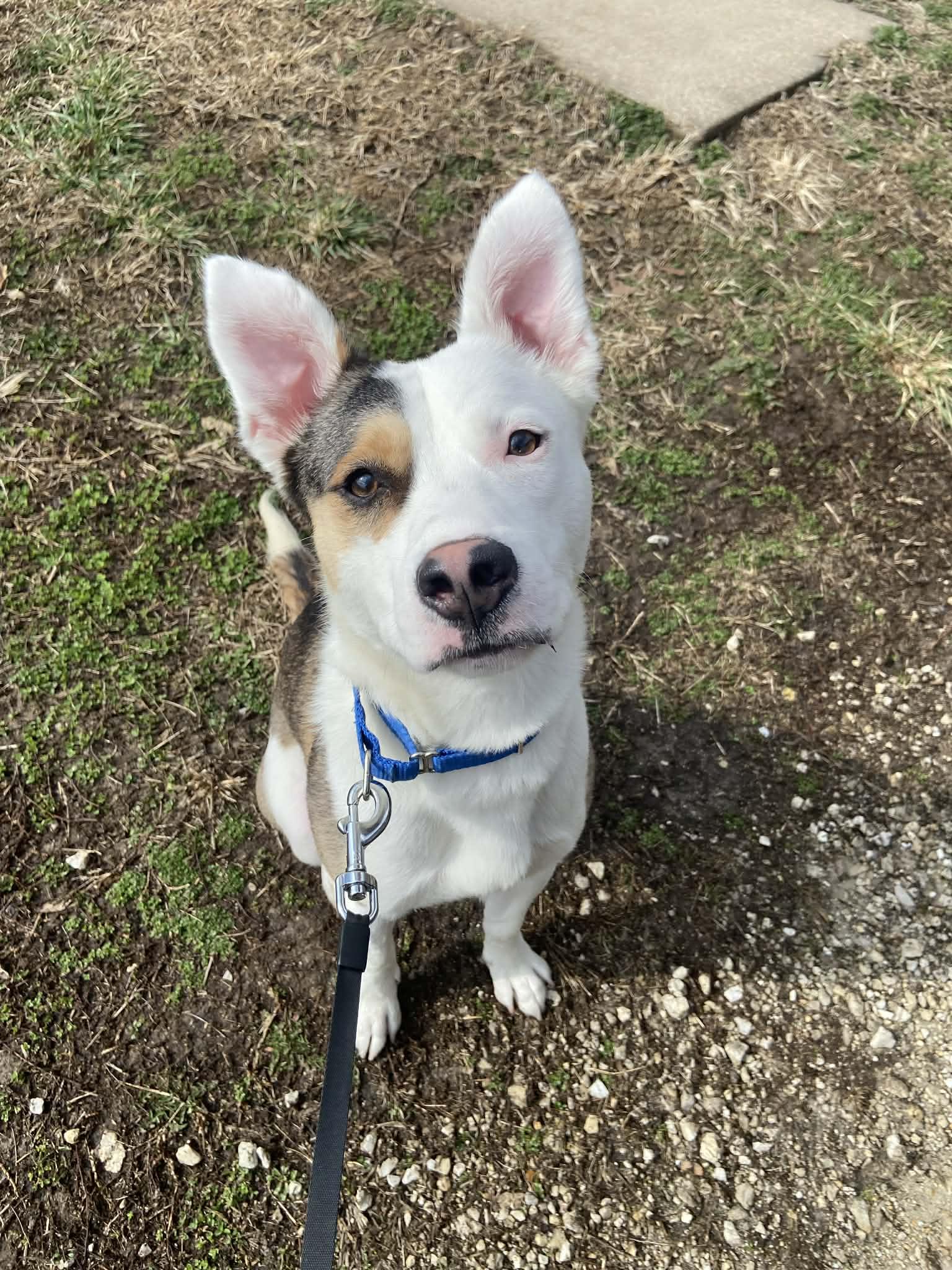 Jim, ADOPTABLE, Young Male Mixed Breed.