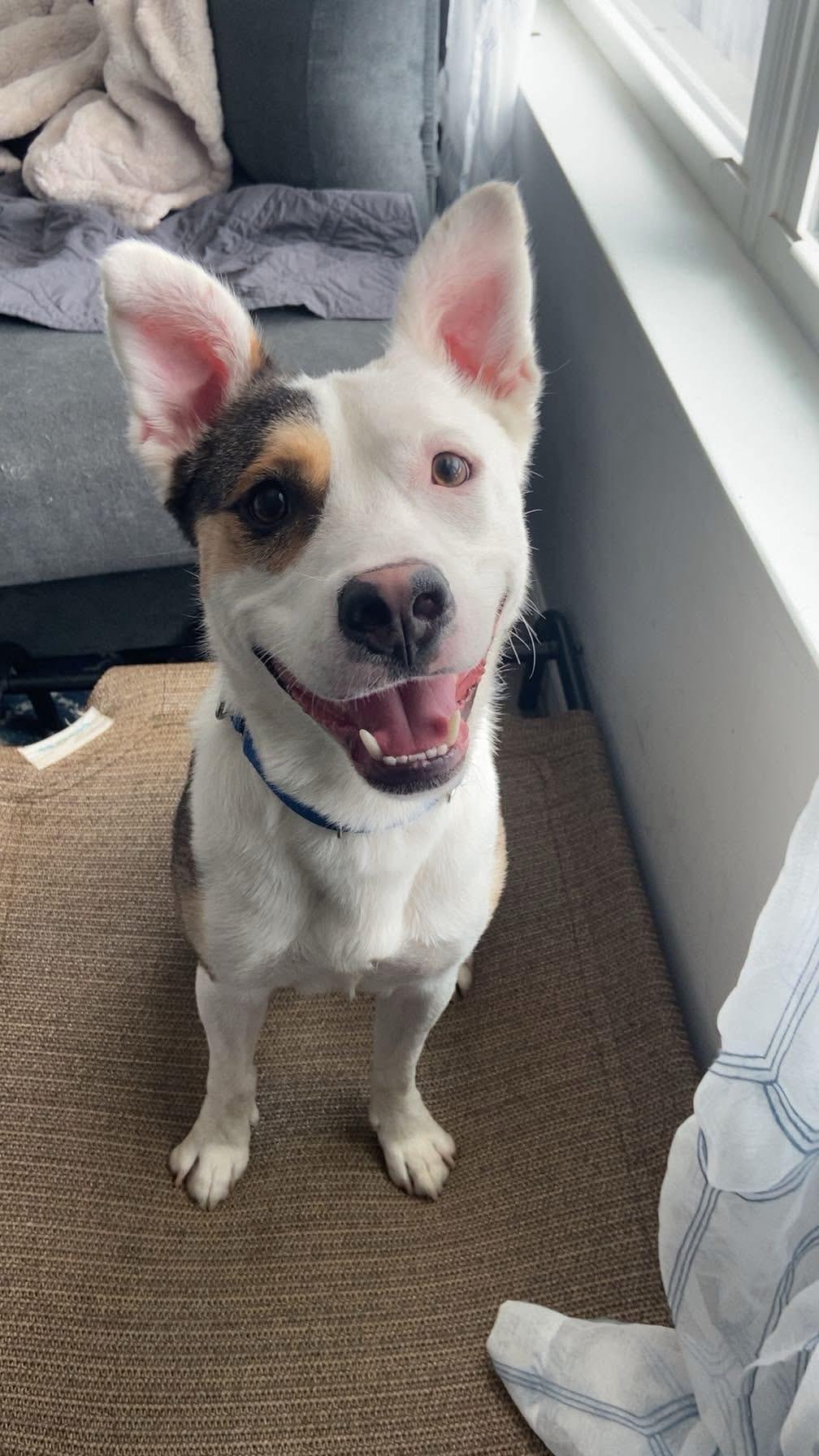 Jim, ADOPTABLE, Young Male Mixed Breed.