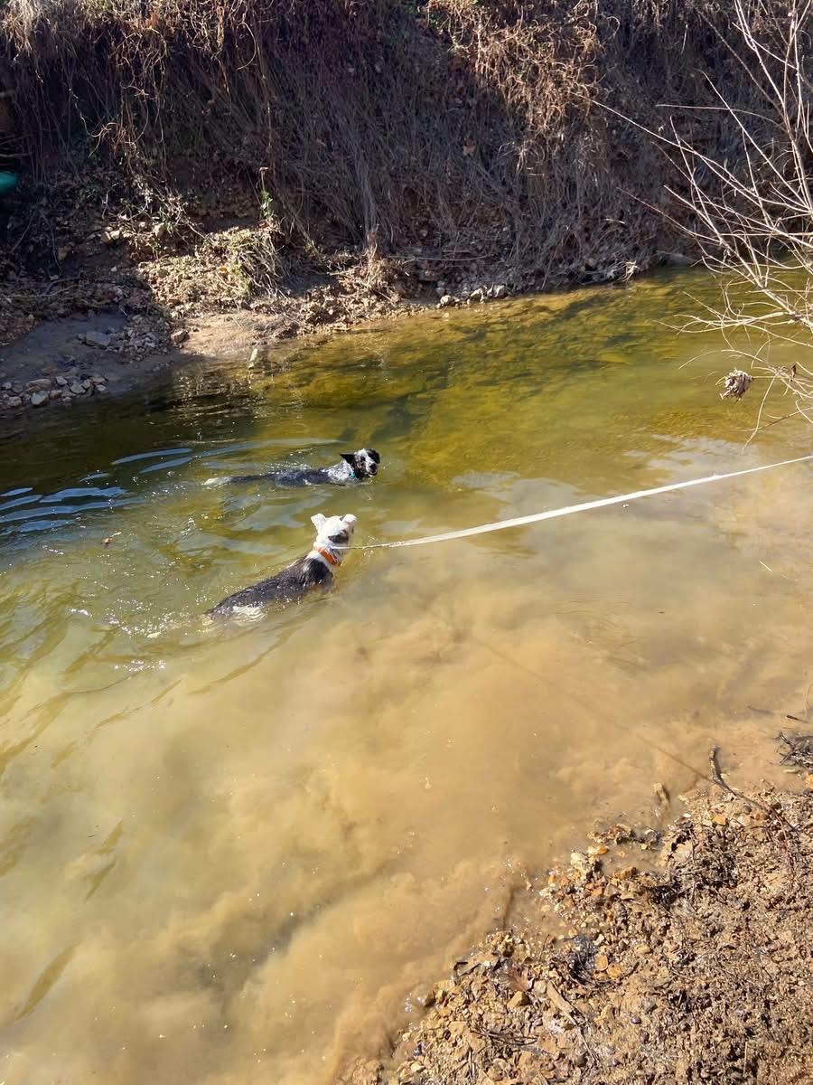 Enlarge Jim, a ADOPTABLE Mixed Breed in O Fallon, IL image 3/6