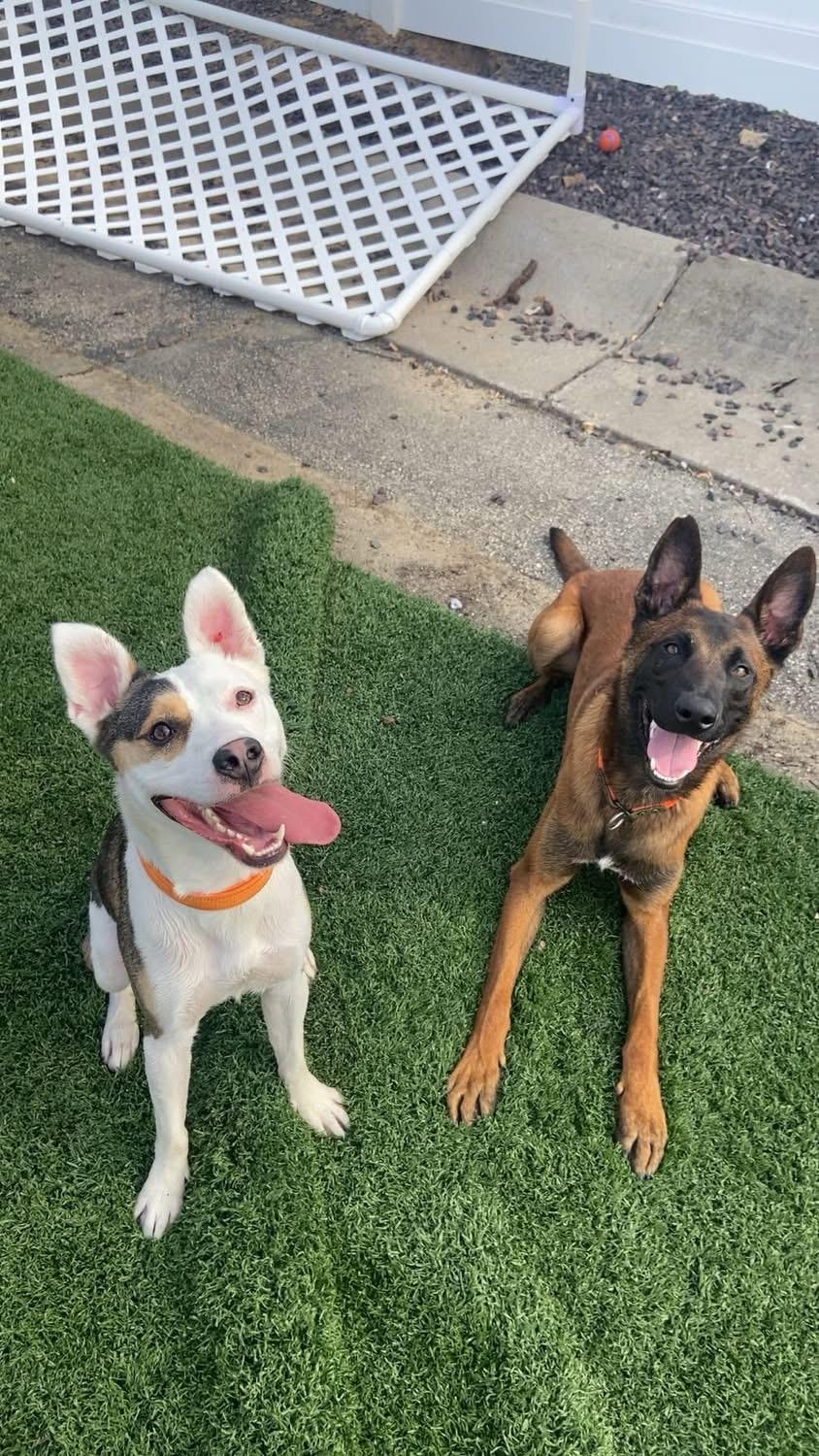 Enlarge Jim, a ADOPTABLE Mixed Breed in O Fallon, IL image 5/6