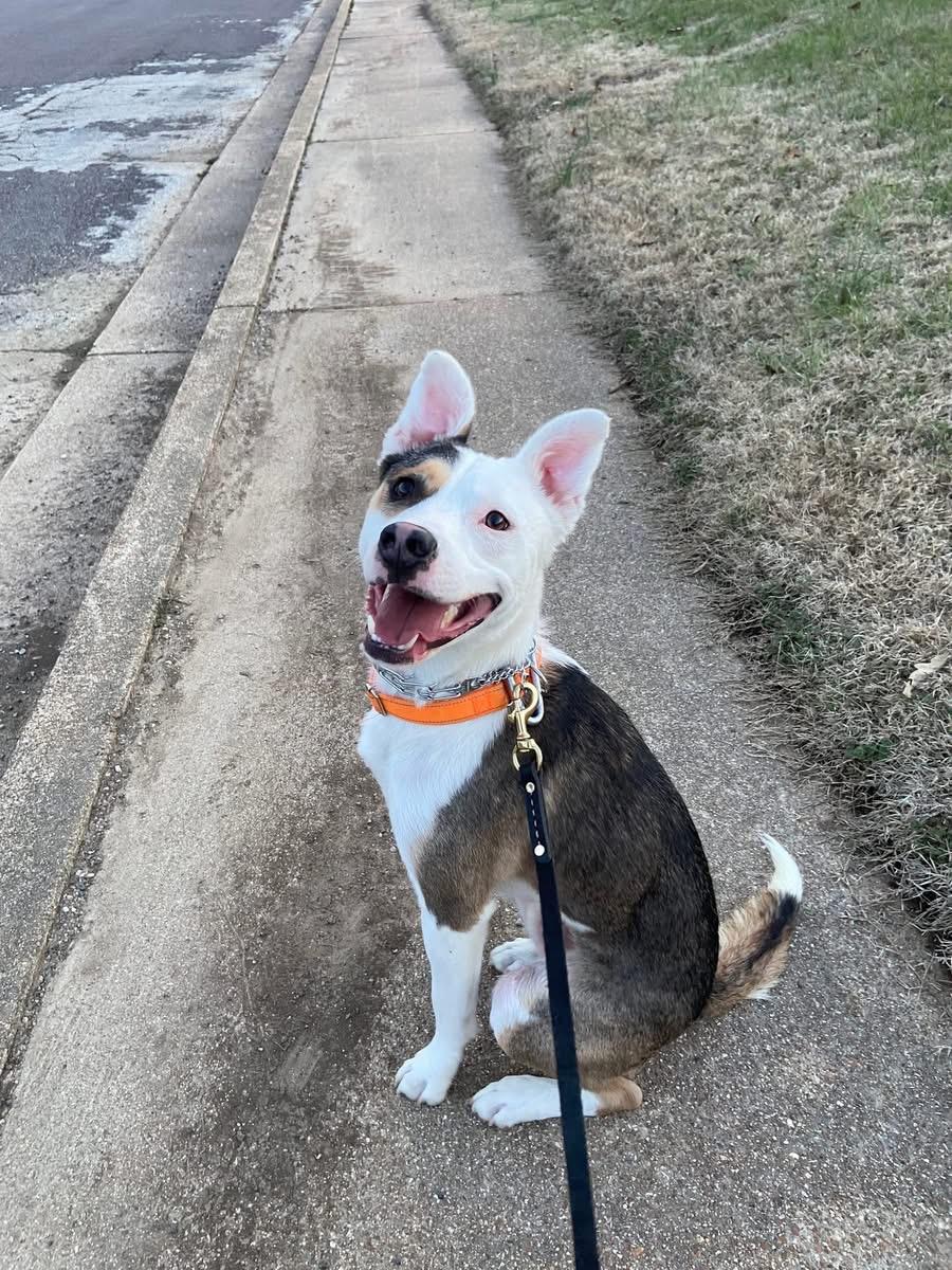 Enlarge Jim, a ADOPTABLE Mixed Breed in O Fallon, IL image 4/6