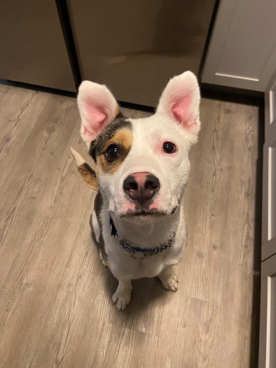 Enlarge Jim, a ADOPTABLE Mixed Breed in O Fallon, IL image 6/6