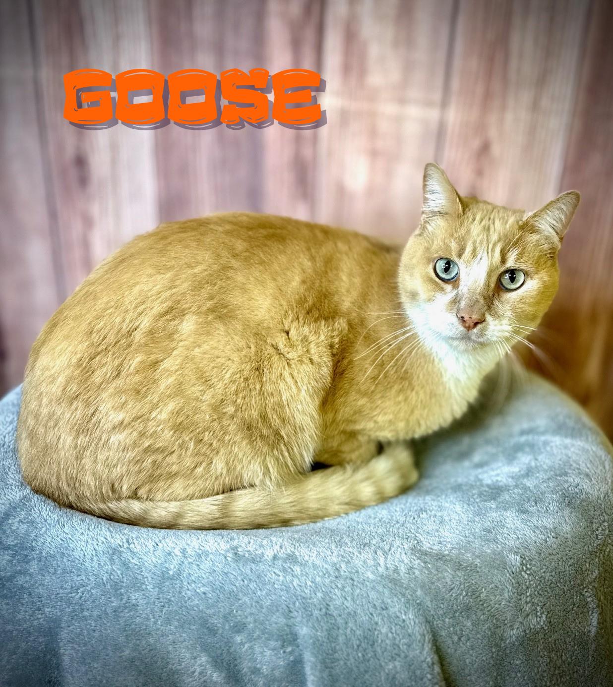 Goose, ADOPTABLE, Adult Male Domestic Short Hair.